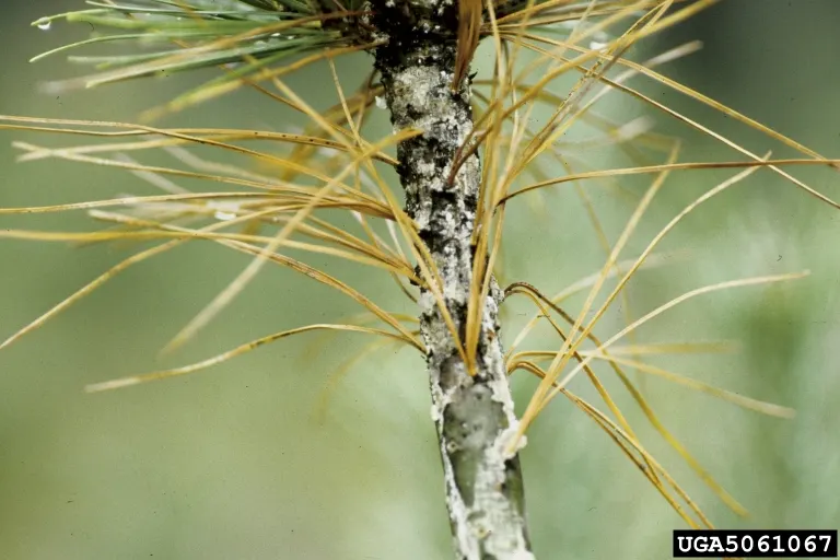 Western White Pine (Pinus Monticola) — exhibiting a soft blue-green hue that adds a subtle splash of color to the landscape palette