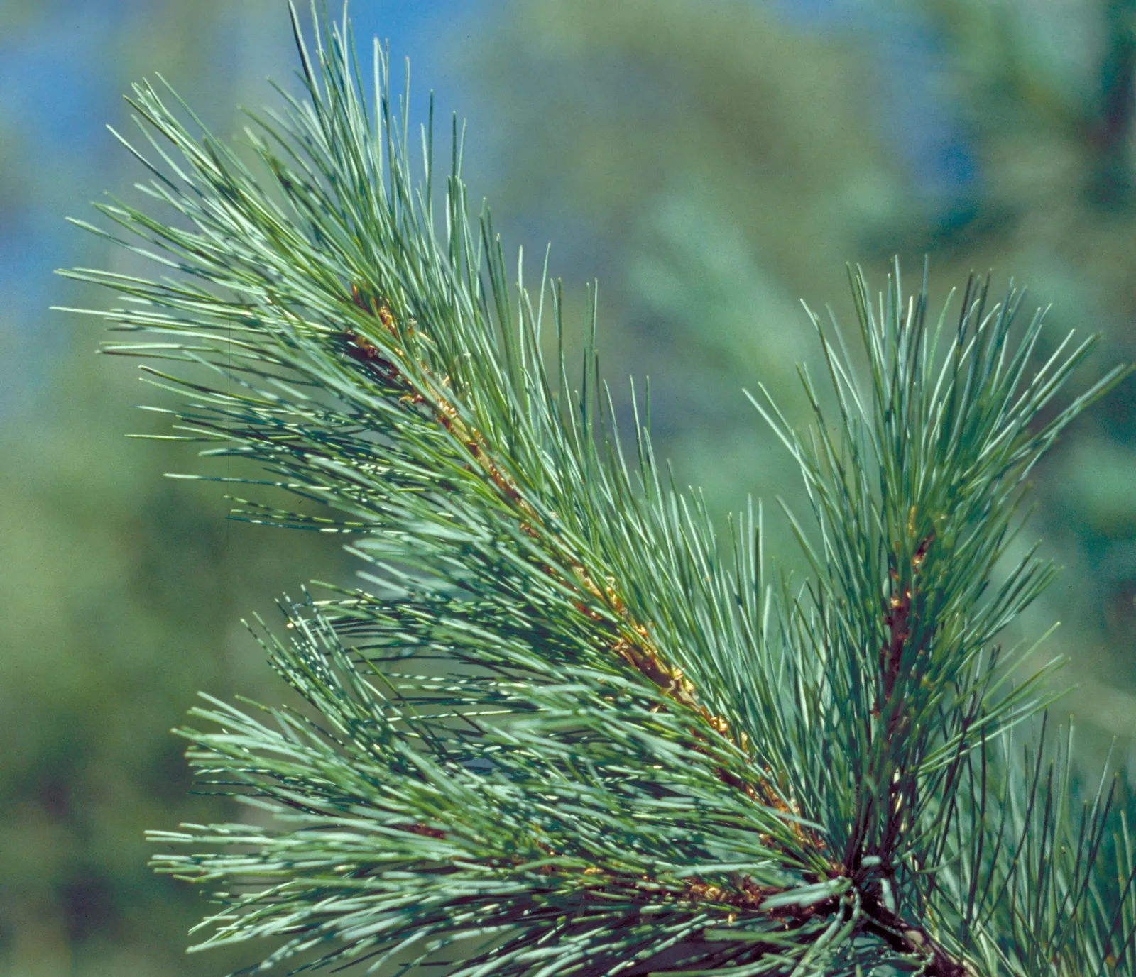 Western White Pine (Pinus Monticola) — ensuring it can be appreciated without overwhelming the space