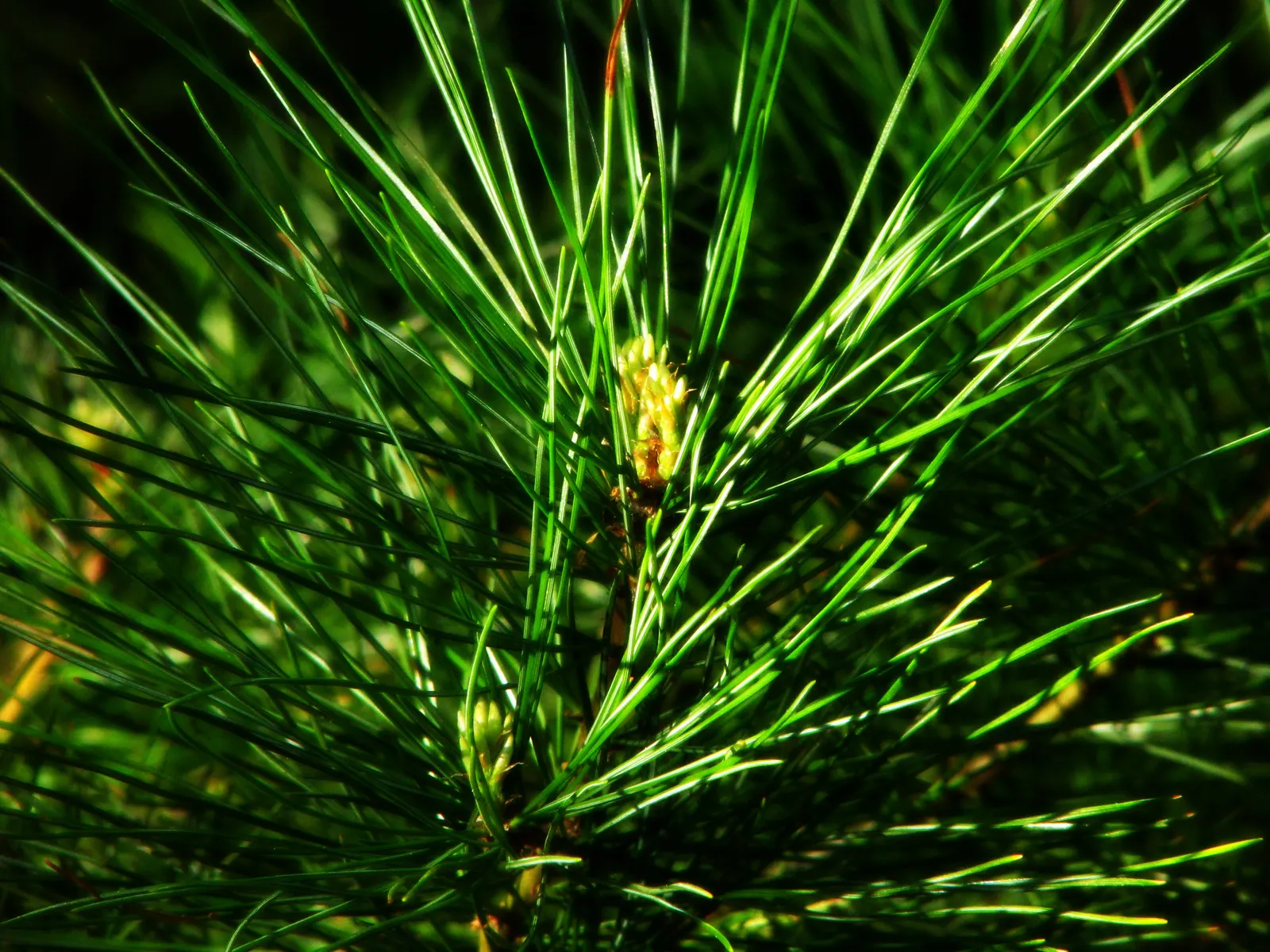 Western White Pine (Pinus Monticola) — Its decorative cones can reach 6-12 inches in length, adding an ornamental quality