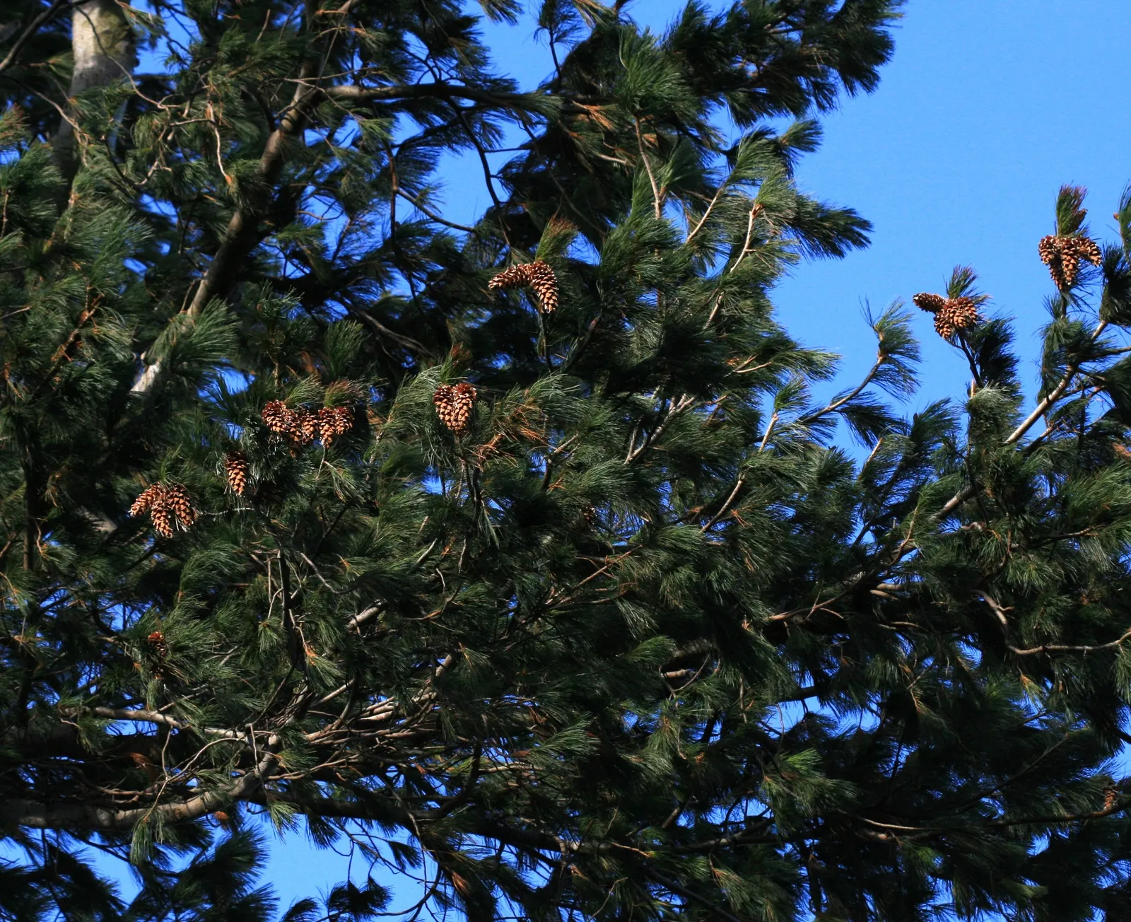 Western White Pine (Pinus Monticola) — which gradually becomes more irregular with age