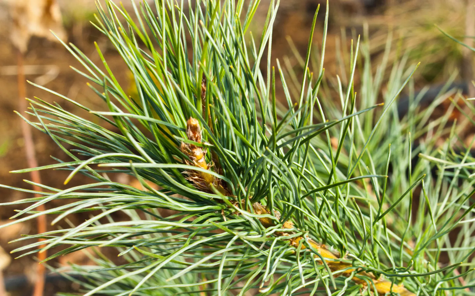 Western White Pine (Pinus Monticola) — Featuring long, slender needles in bundles of five, it boasts a graceful, pyramidal shape