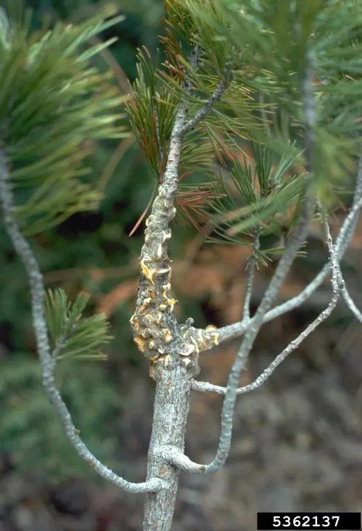 Western White Pine (Pinus Monticola) — Hardiness zones range from 5-7, image 32