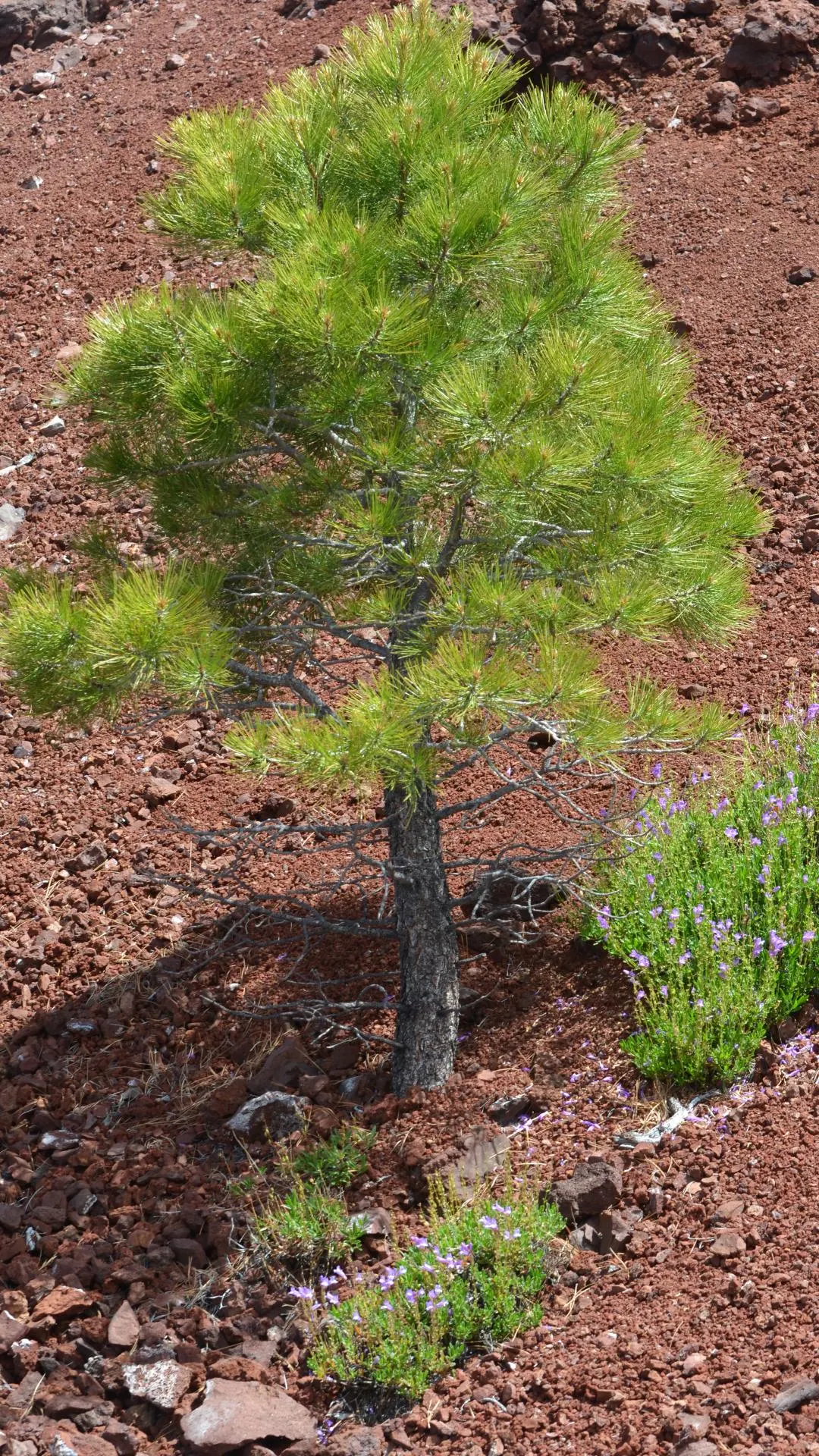 Western White Pine (Pinus Monticola) — with a trunk diameter of 2 to 4 feet