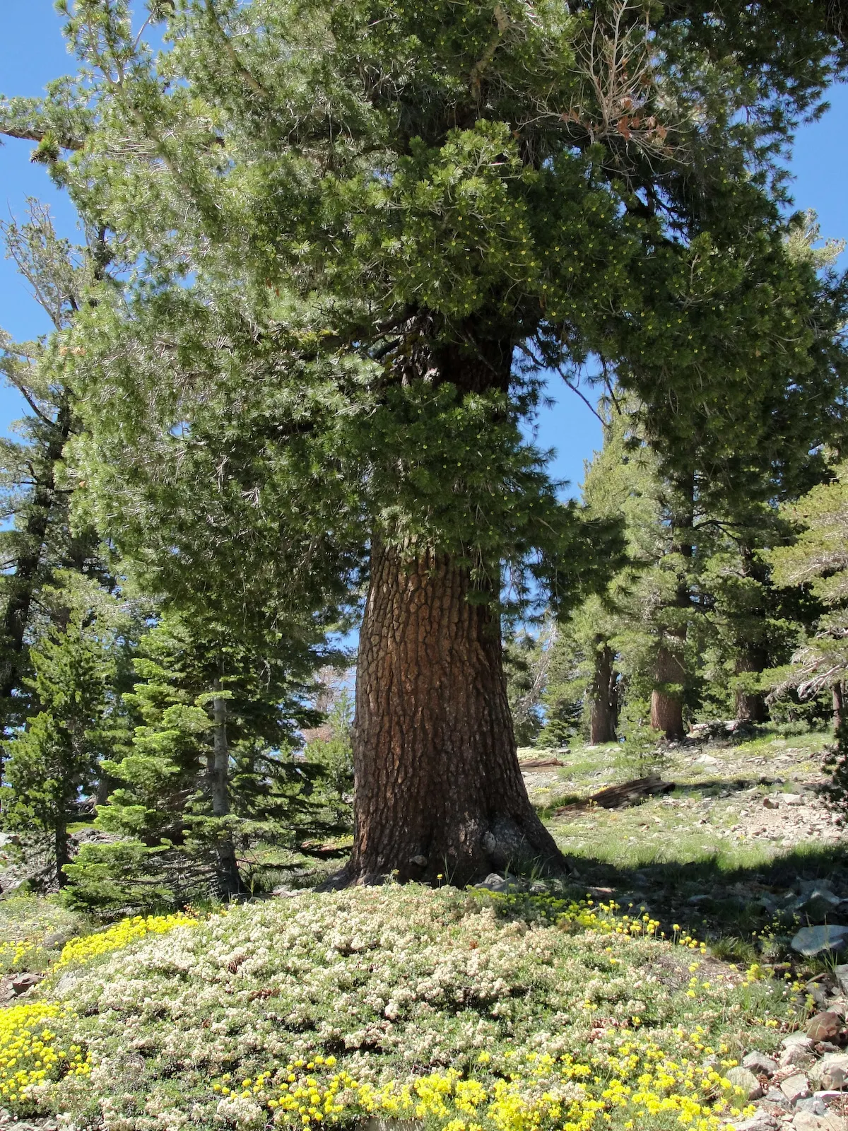 Western White Pine (Pinus Monticola) — conifer / tree for full