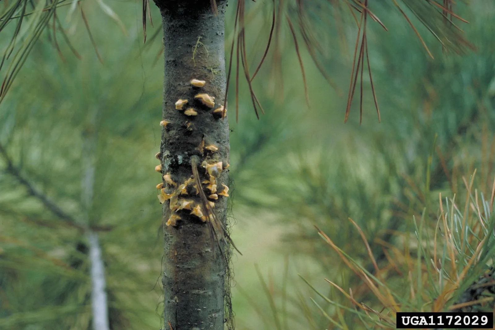 Western White Pine (Pinus Monticola) — scientifically named Pinus monticola