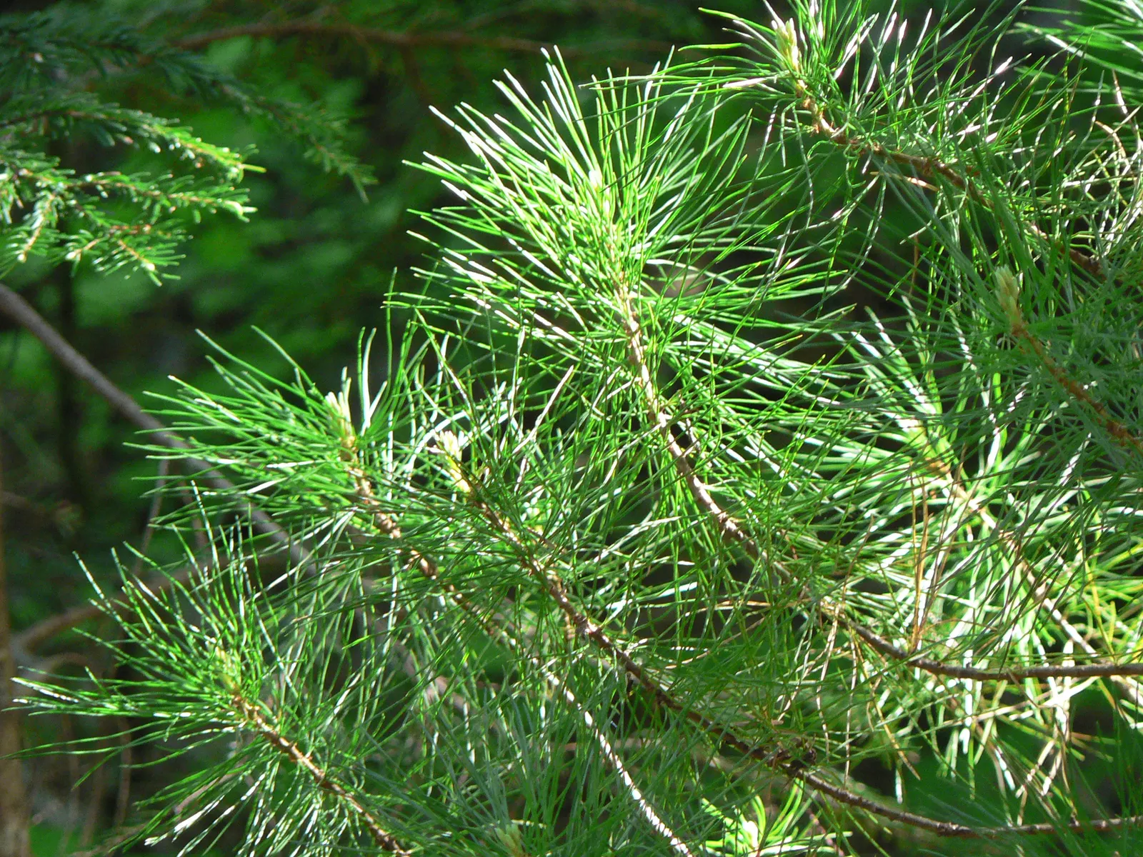Western White Pine (Pinus Monticola) — making it versatile as well as visually striking
