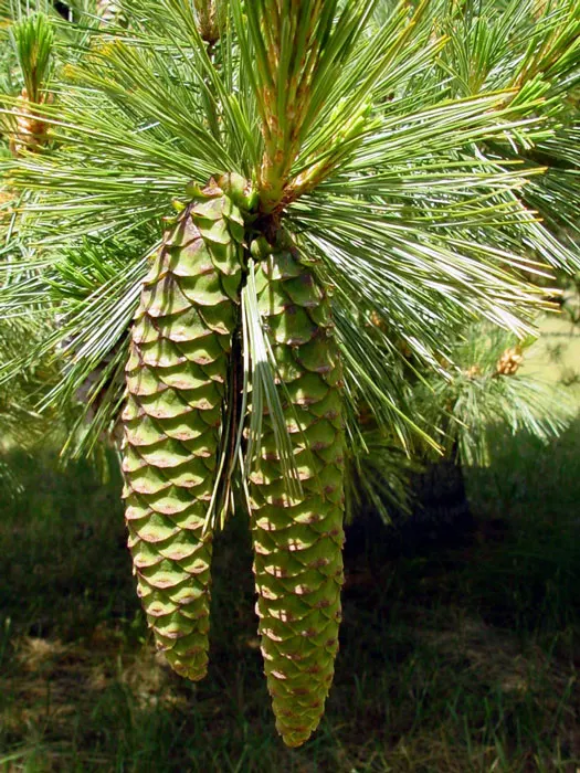 Western White Pine (Pinus Monticola) — which are a particular draw for local wildlife