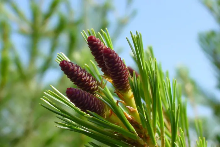Western White Pine (Pinus Monticola) — scientifically named Pinus monticola; measuring between 6 to 15 inches in length