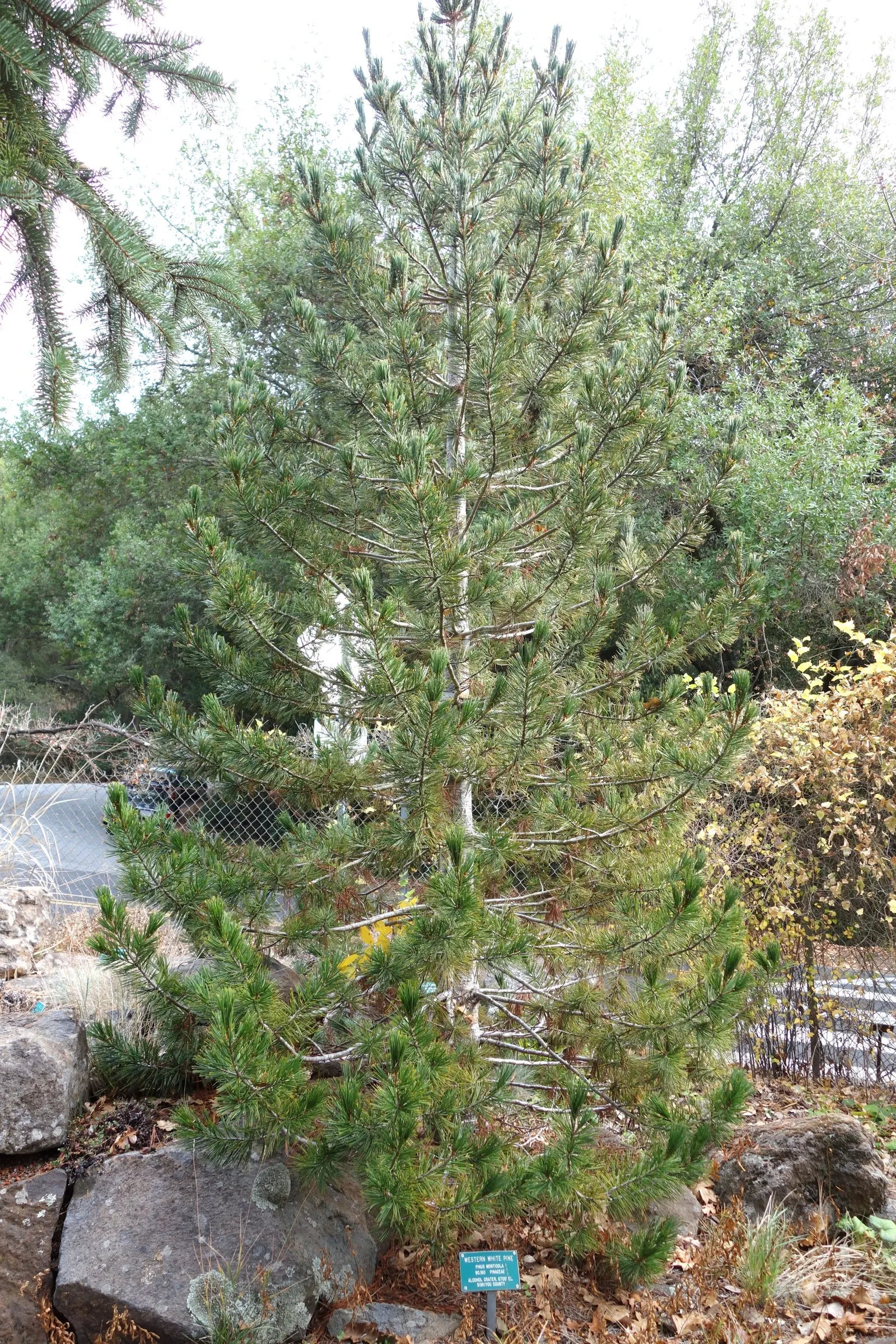 Western White Pine (Pinus Monticola) — It typically reaches soaring heights of 100 to 150 feet