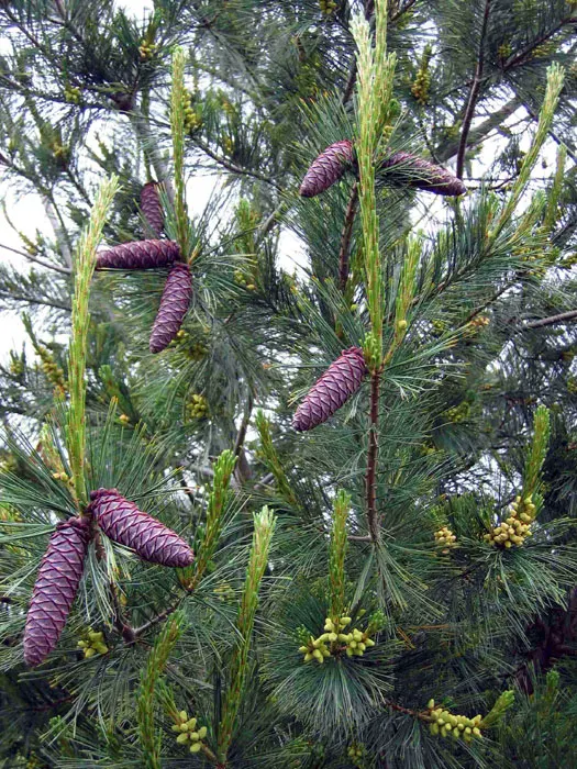 Western White Pine (Pinus Monticola) — The Western White Pine, Pinus monticola, is a majestic conifer, growing to impressive heights of 100-150 feet
