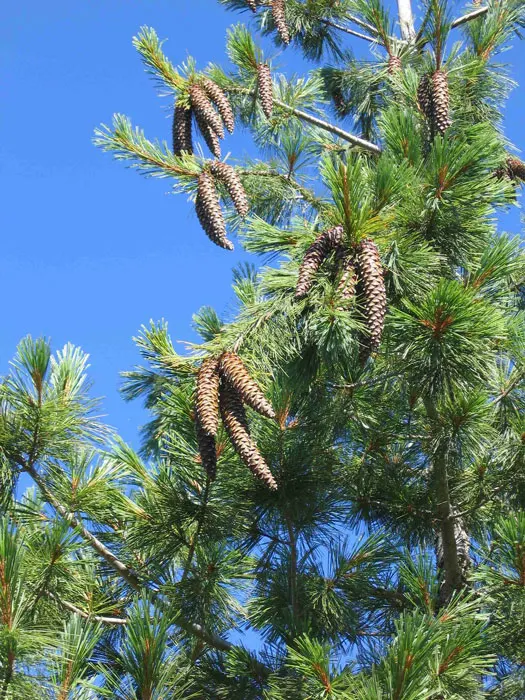 Western White Pine (Pinus Monticola) — arranged in bundles of five