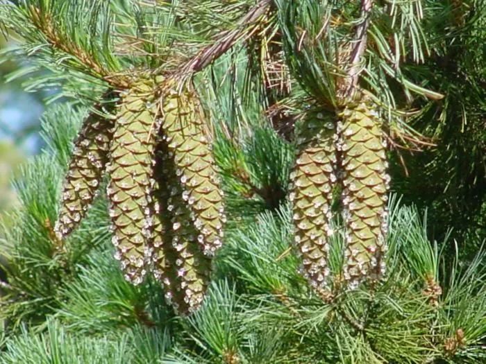 Western White Pine (Pinus Monticola) — making it a dominant presence in the garden environment