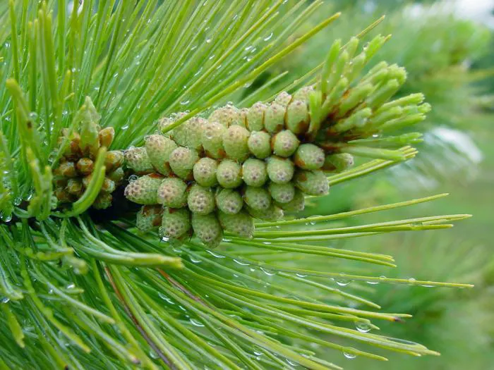 Western White Pine (Pinus Monticola) — Featuring long, slender needles in bundles of five, it boasts a graceful, pyramidal shape; making it a dominant presence