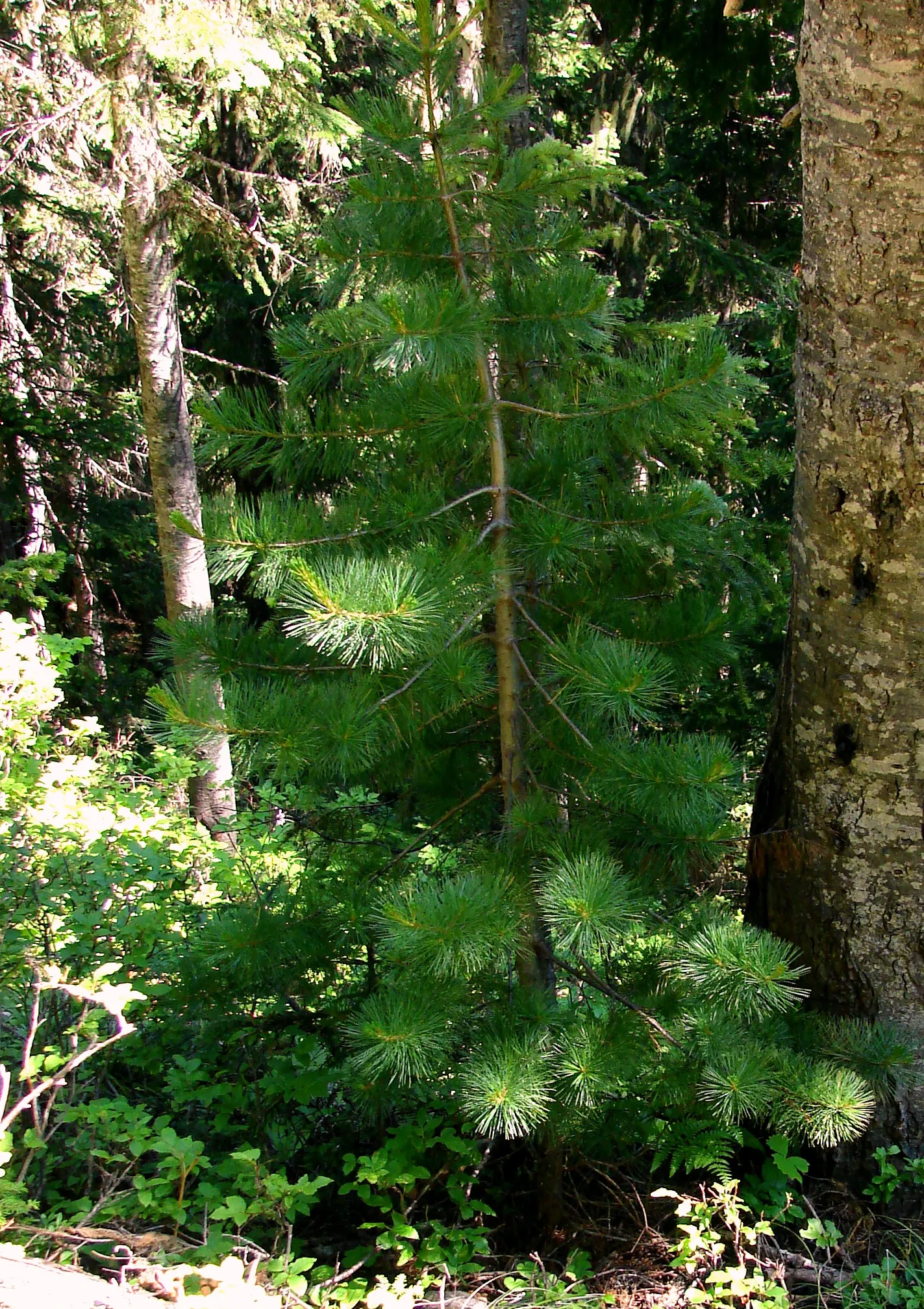 Western White Pine (Pinus Monticola) — The Western White Pine, Pinus monticola, is a majestic conifer, growing to impressive heights of 100-150 feet; its