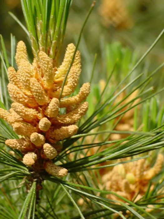 Western White Pine (Pinus Monticola) — Its decorative cones can reach 6-12 inches in length, adding an ornamental quality; making it versatile as well as
