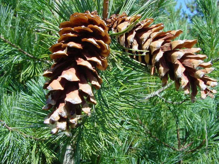 Western White Pine (Pinus Monticola) — The Western White Pine possesses a slender