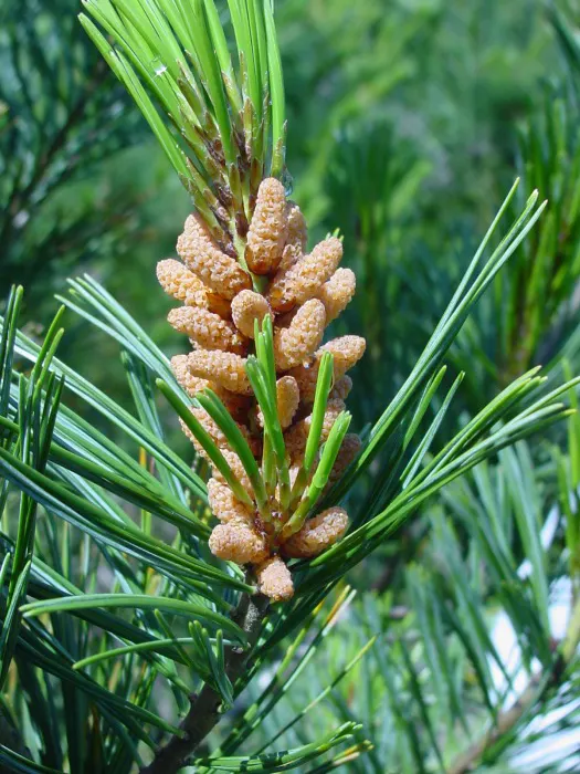 Western White Pine (Pinus Monticola) — Hardiness zones range from 5-7
