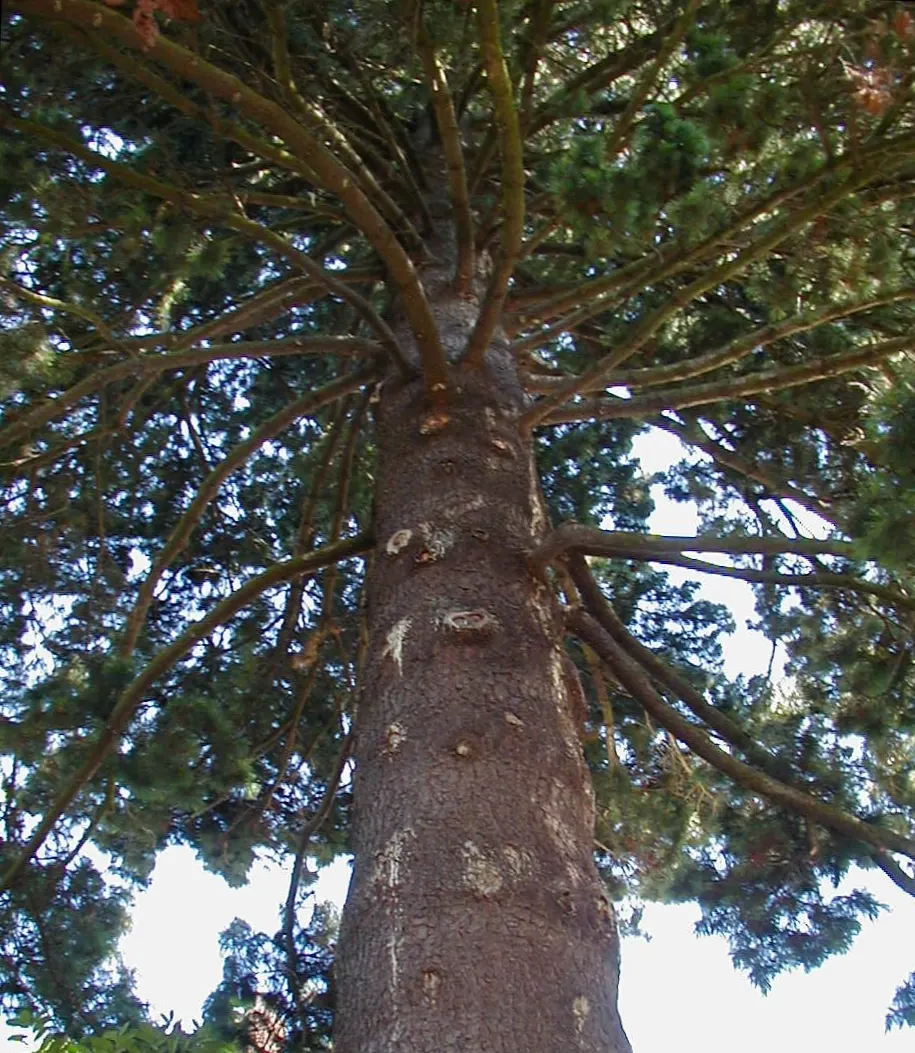 Western White Pine (Pinus Monticola) — pyramidal form when young