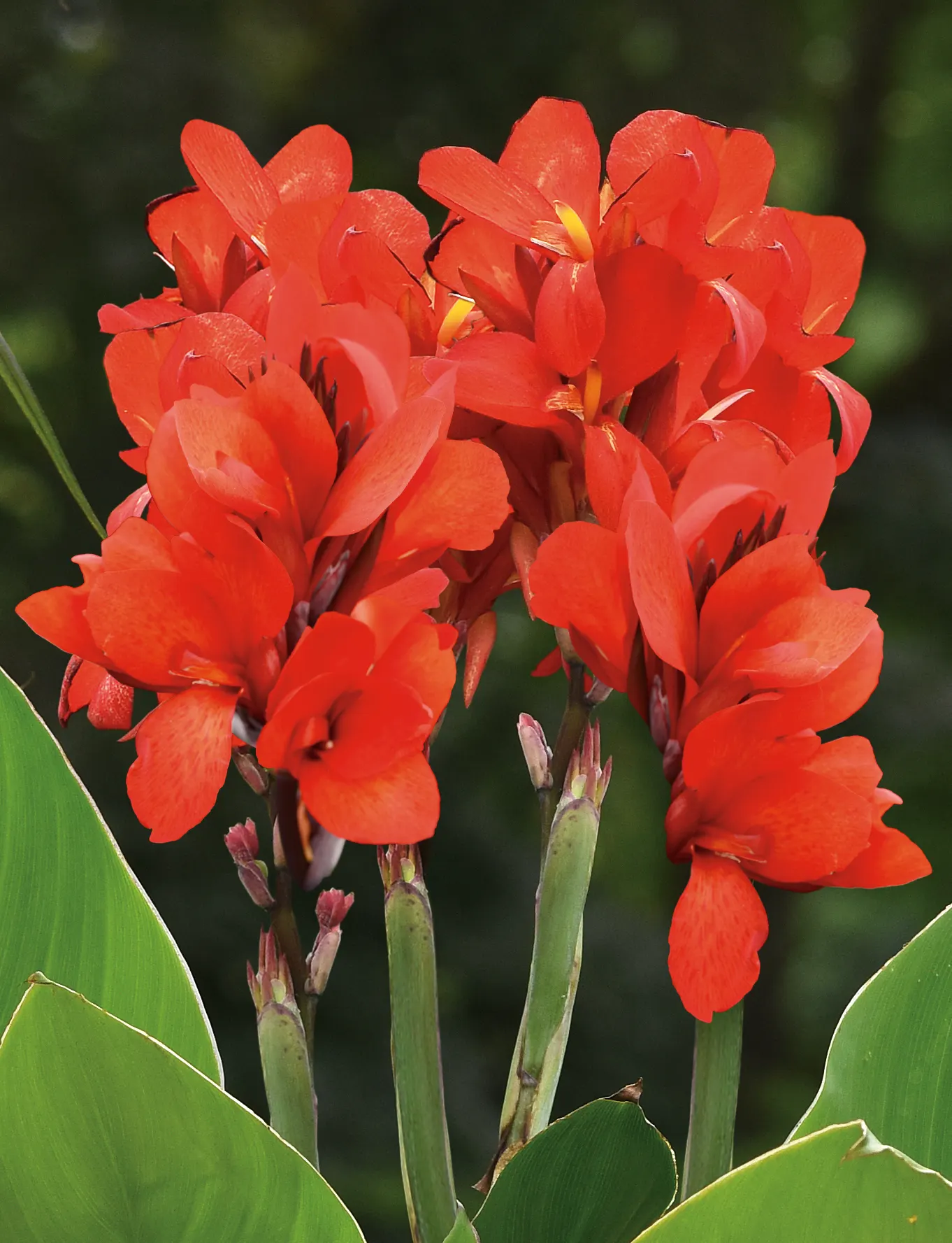 Scarlet II Canna Lily (Canna generalis) — helps sustain its vigorous display.<br><br>In design; while saturated blooms rise above it from planting, image 94