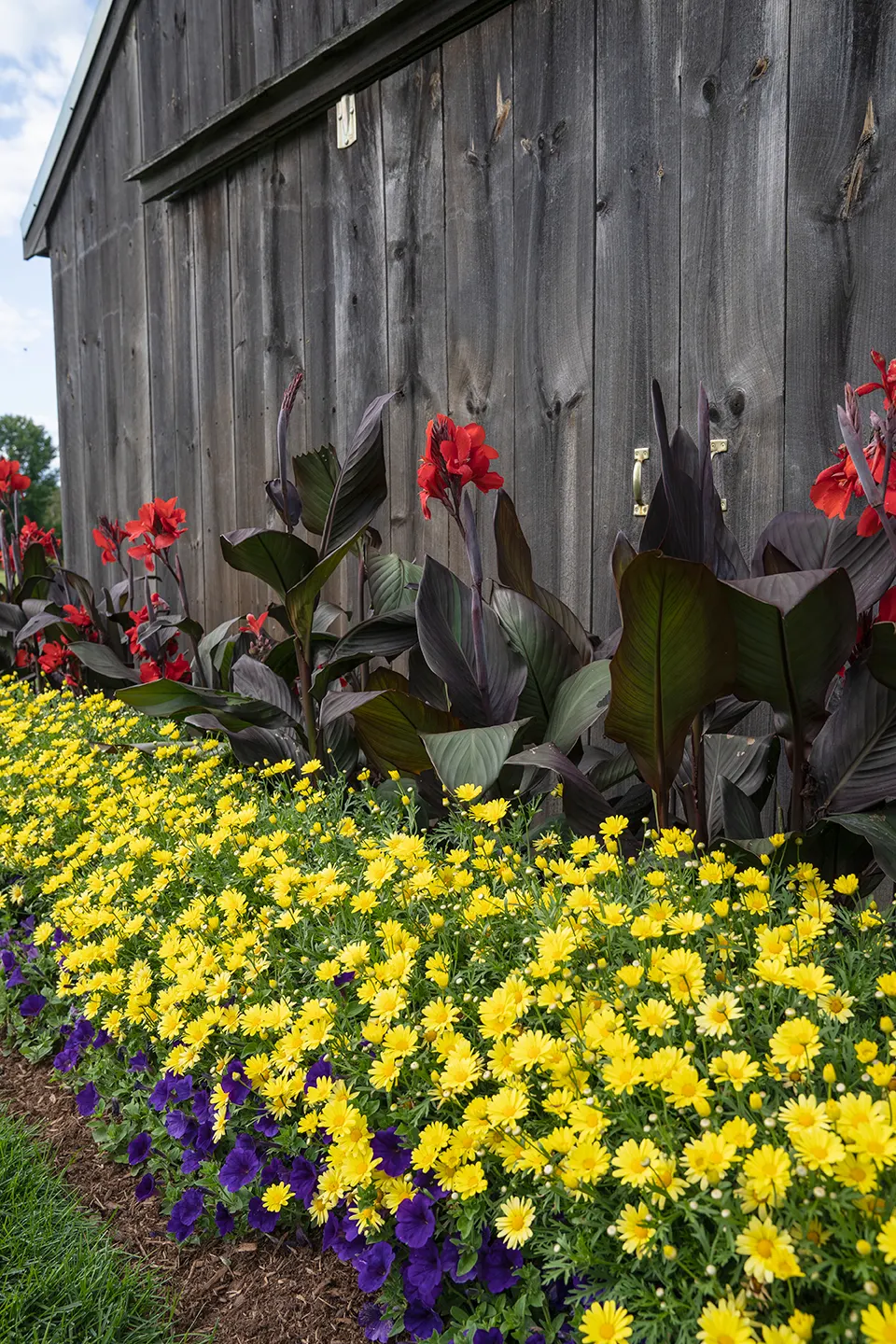 Scarlet II Canna Lily (Canna generalis) — Gardeners have noted its reliable flowering and clean performance; its tropical character is immediate, image 84