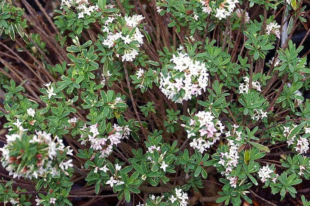 Daphne (Daphne X Burkwoodii) — Ideal for borders or as a specimen plant