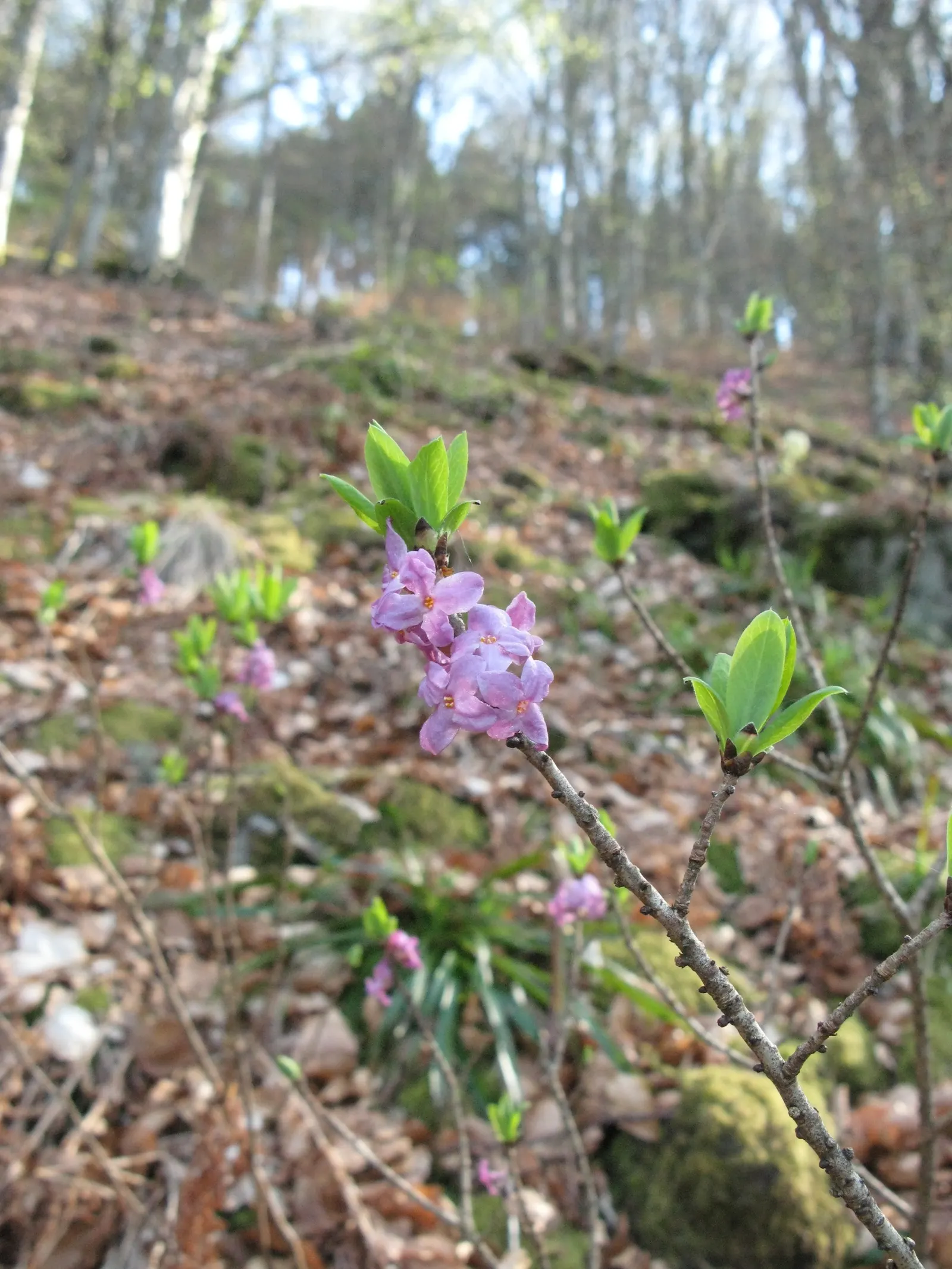Daphne (Daphne X Burkwoodii) — is noted for its fragrant