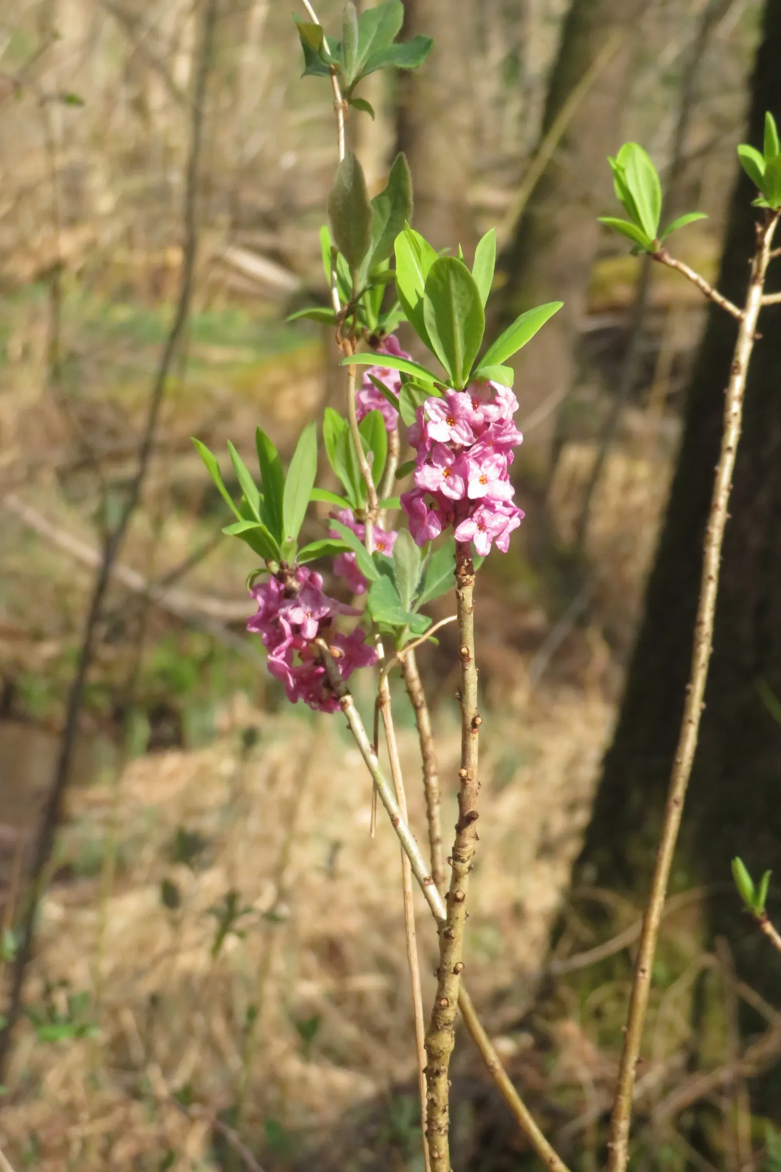 Daphne (Daphne X Burkwoodii) — or as a standalone specimen where its fragrance can be fully appreciated