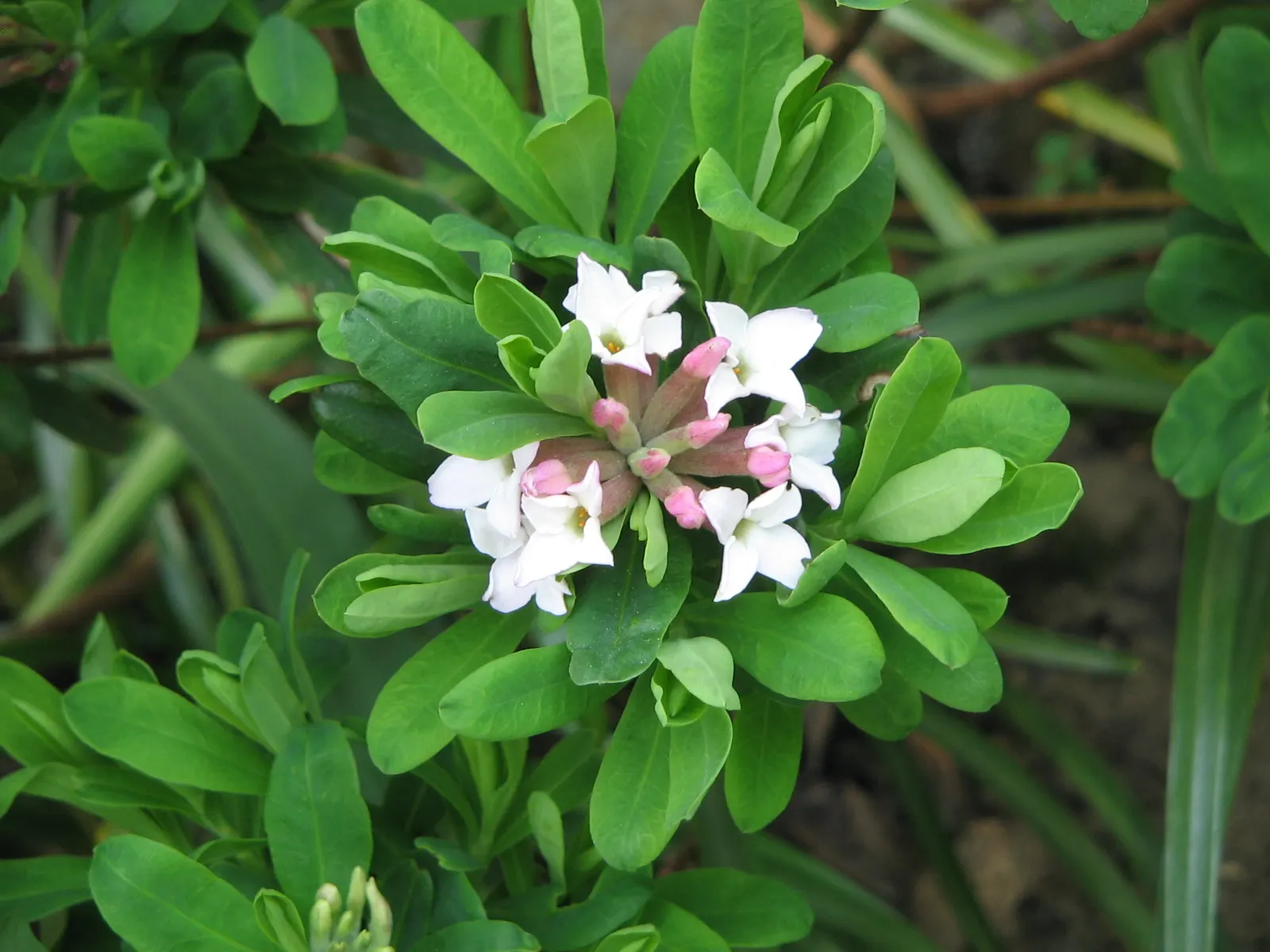 Daphne (Daphne X Burkwoodii) — attracting an array of birdlife to the garden.<br><br>Hardy in USDA Zones 4 through 8