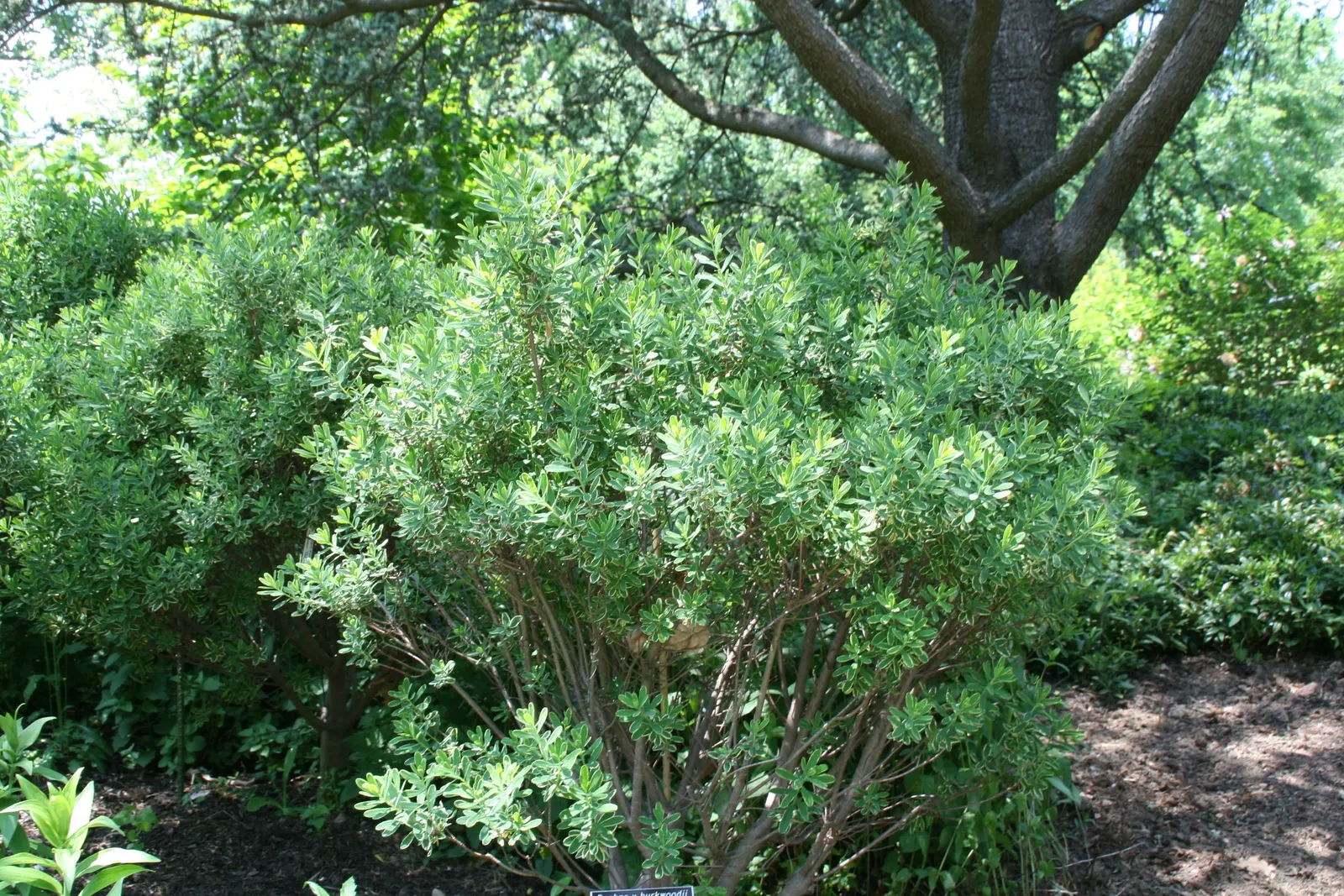 Daphne (Daphne X Burkwoodii) — reaching a mature height and spread of approximately 3 to 4 feet