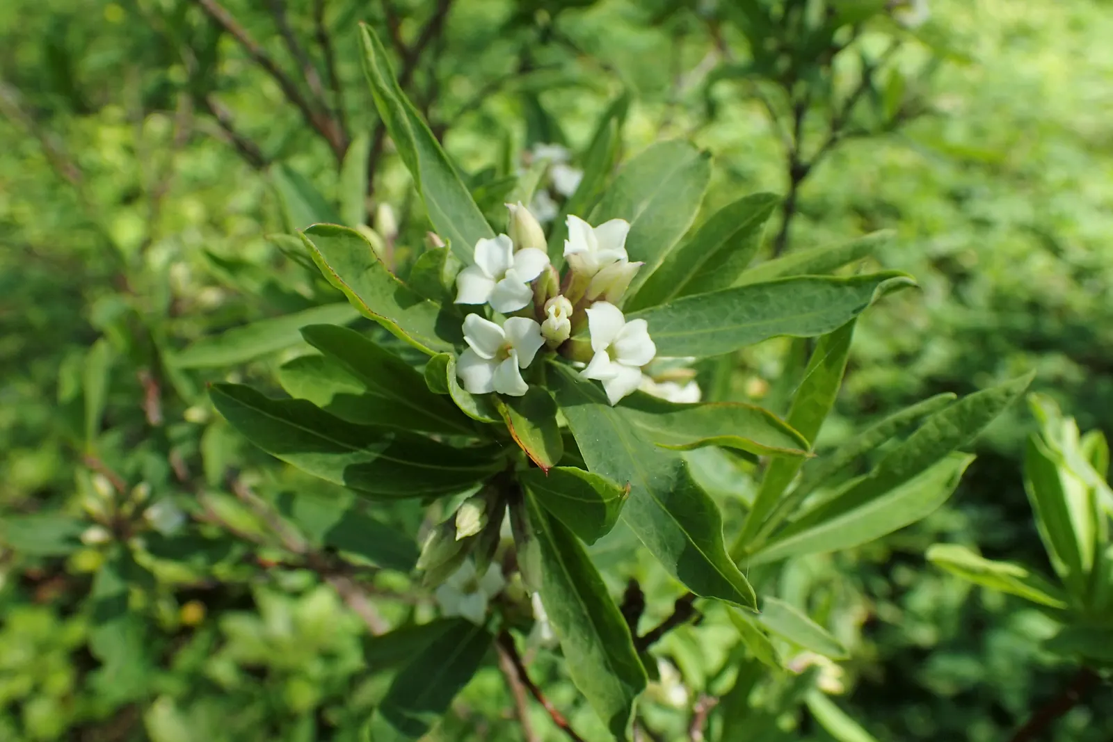 Daphne (Daphne X Burkwoodii) — It requires minimal pruning and is relatively low maintenance