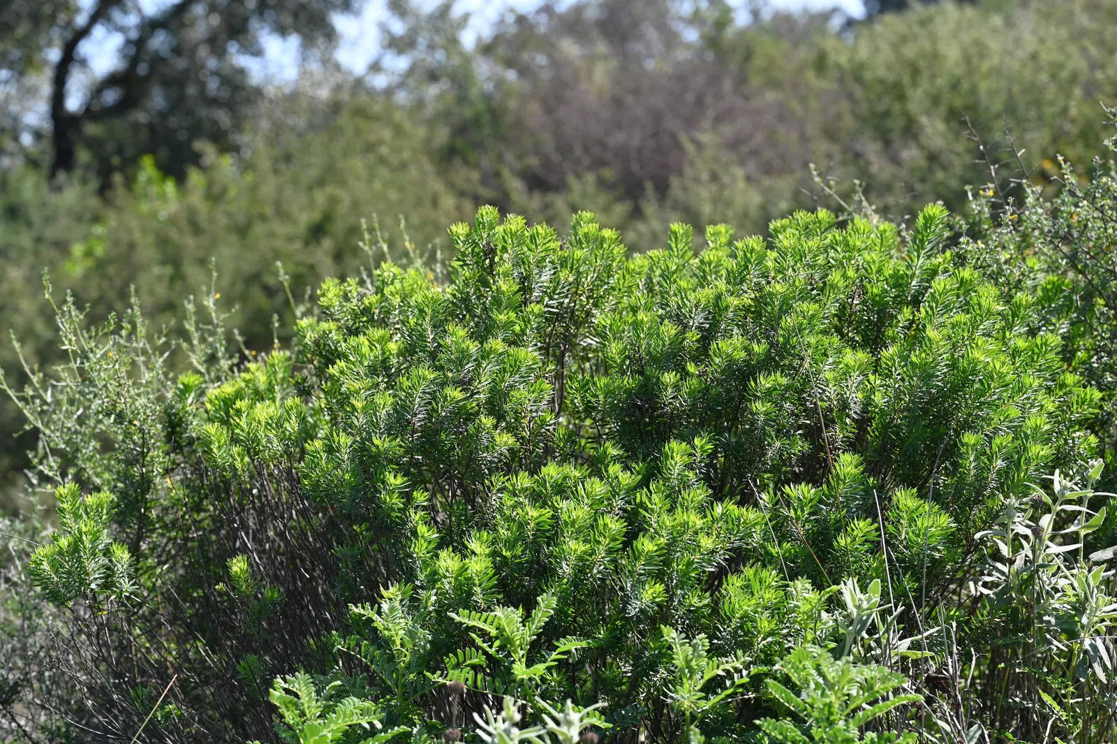 Daphne (Daphne X Burkwoodii) — Handle with care, as it can be toxic if ingested and may cause skin irritation