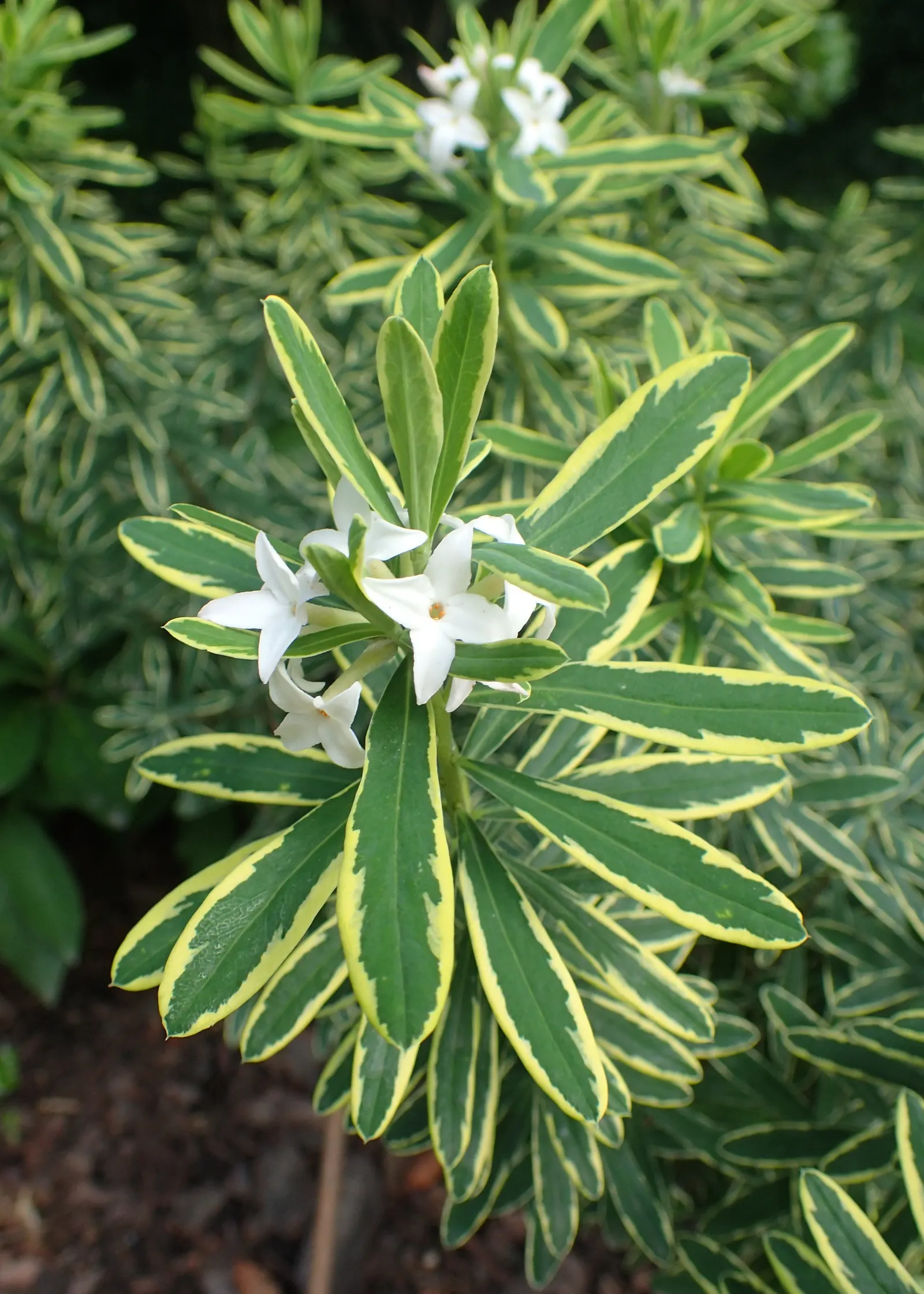 Daphne (Daphne X Burkwoodii) — Daphne x burkwoodii, an aromatic semi-evergreen shrub, thrives in USDA zones 4-9