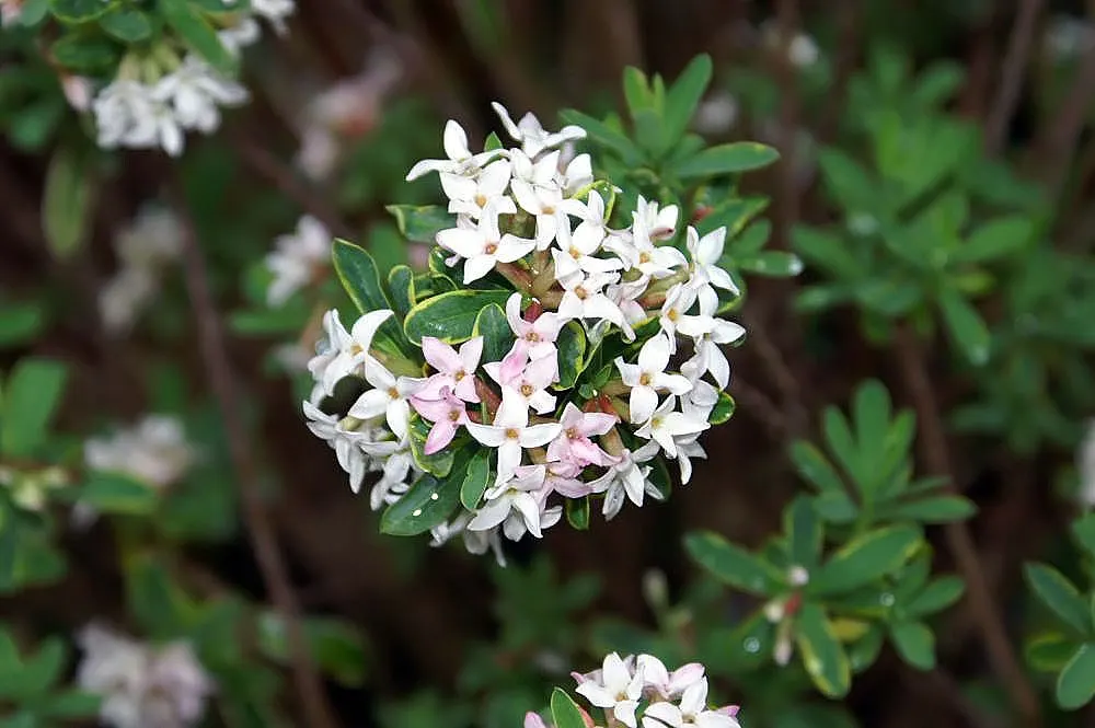 Daphne (Daphne X Burkwoodii) — its small red fruits can add a subtle touch of color in the fall
