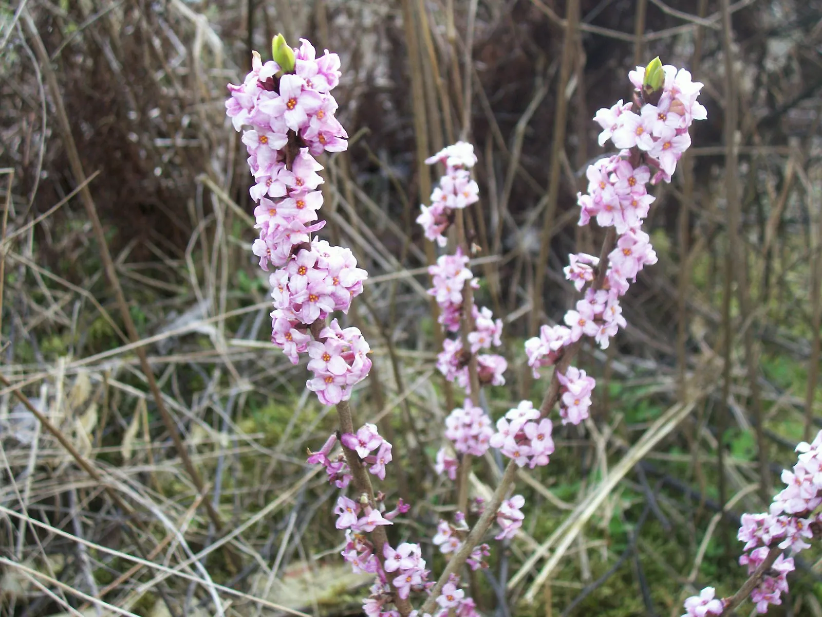 Daphne (Daphne X Burkwoodii) — It reaches 3-4 feet in height and spread, preferring partial sun and well-drained soil