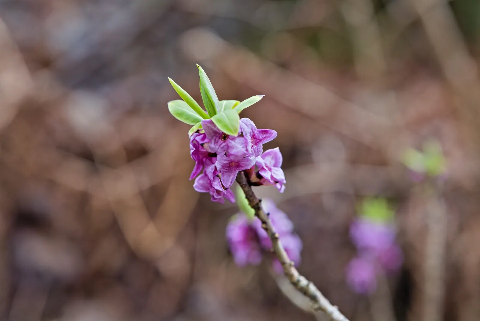 Daphne (Daphne X Burkwoodii) — Though not the most prominent feature