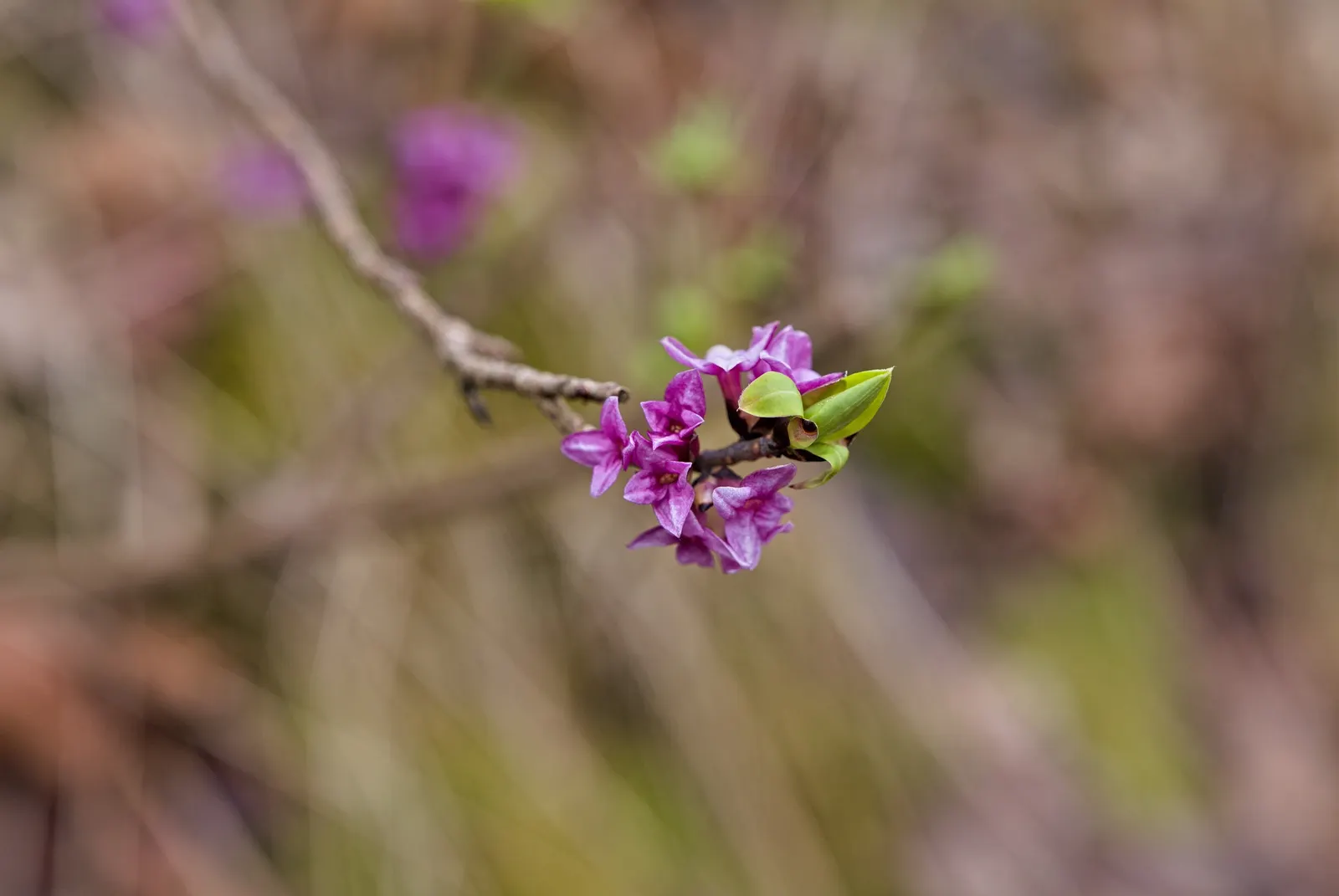 Daphne (Daphne X Burkwoodii) — a cherished hybrid within the Daphne genus