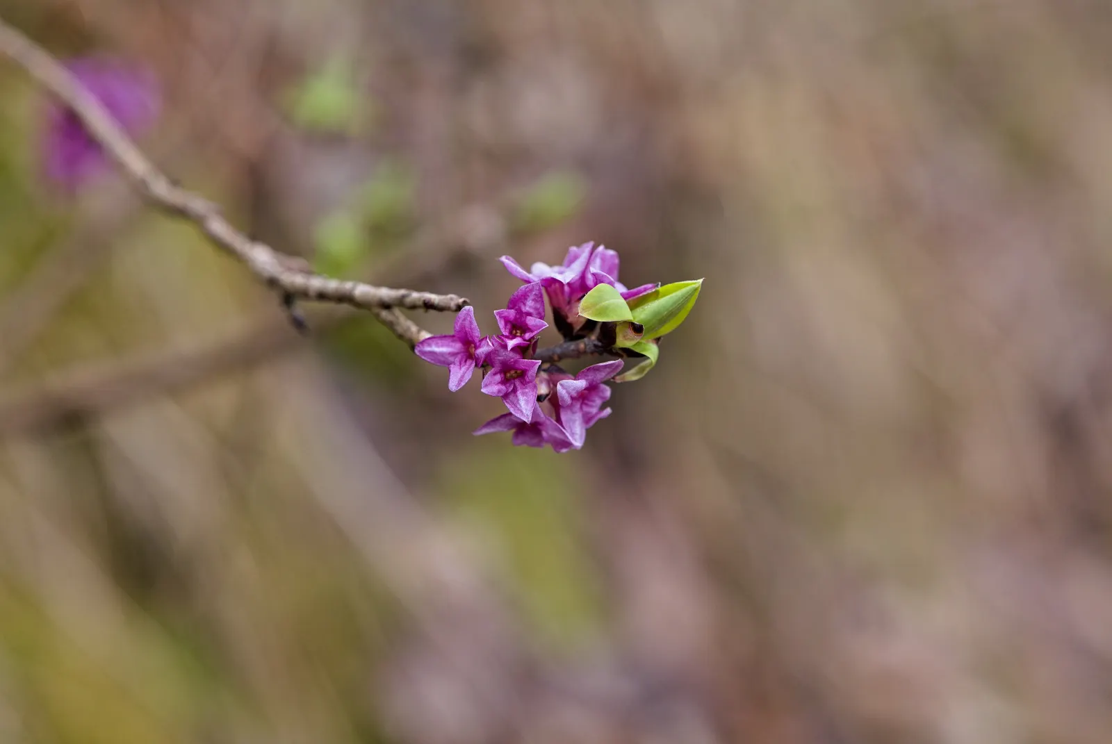 Daphne (Daphne X Burkwoodii) — making it a choice plant for gardeners who value both beauty and ease of care