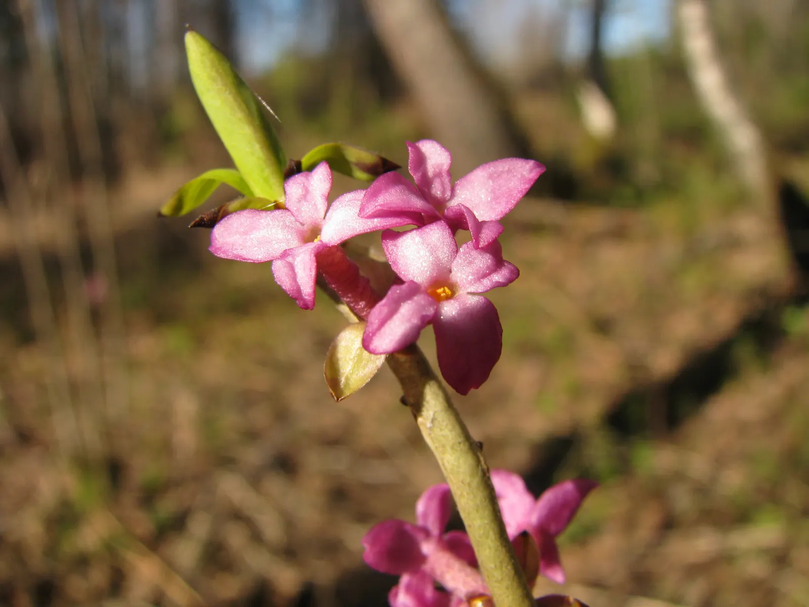 Daphne (Daphne X Burkwoodii) — When designing landscapes