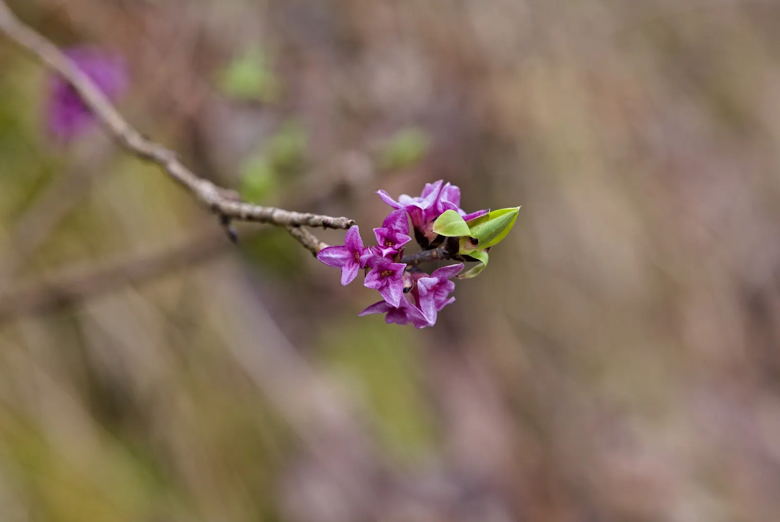 Daphne (Daphne X Burkwoodii) — This semi-evergreen shrub boasts a mounded form