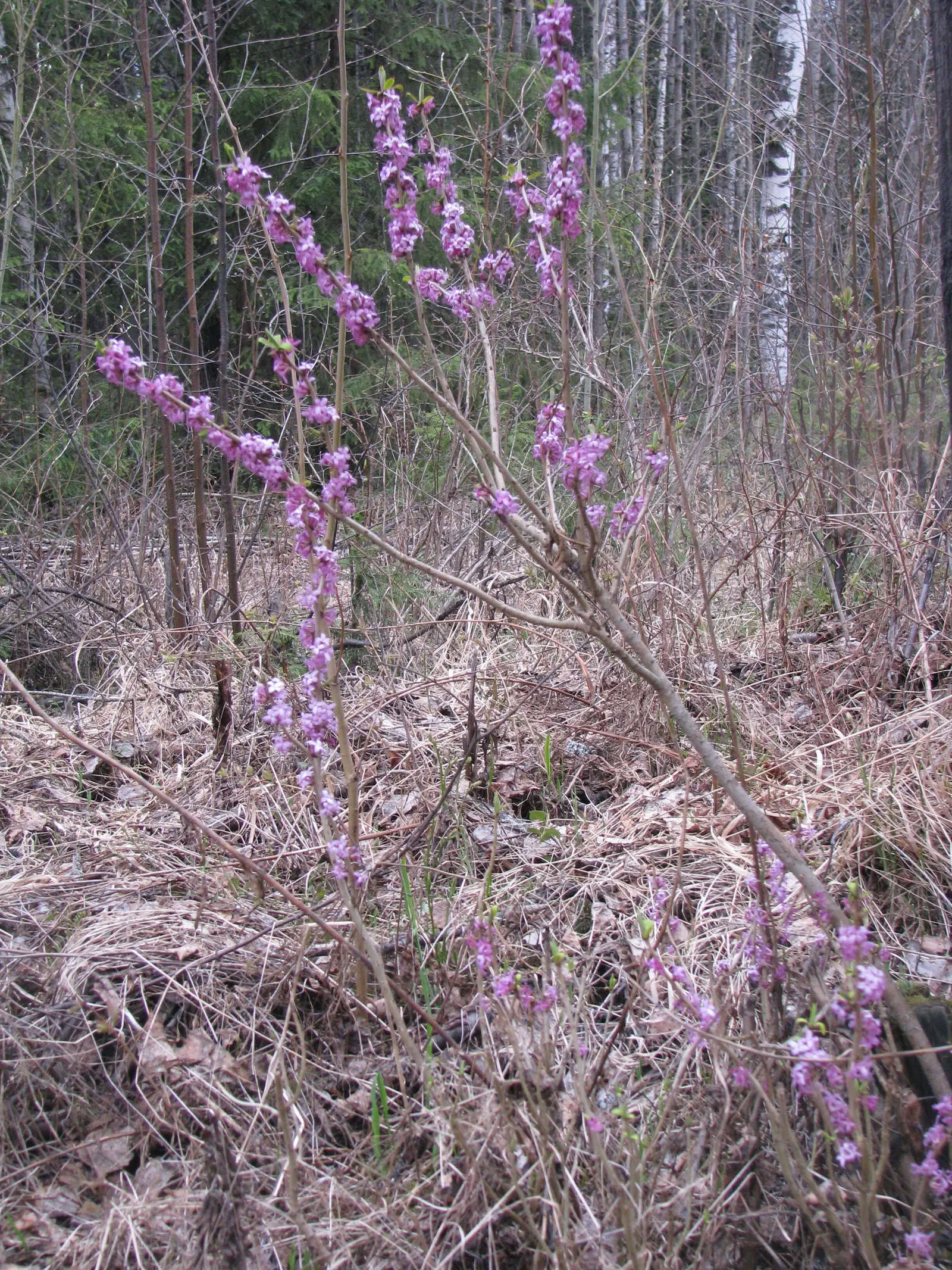 Daphne (Daphne X Burkwoodii) — that all parts of this plant are poisonous if ingested