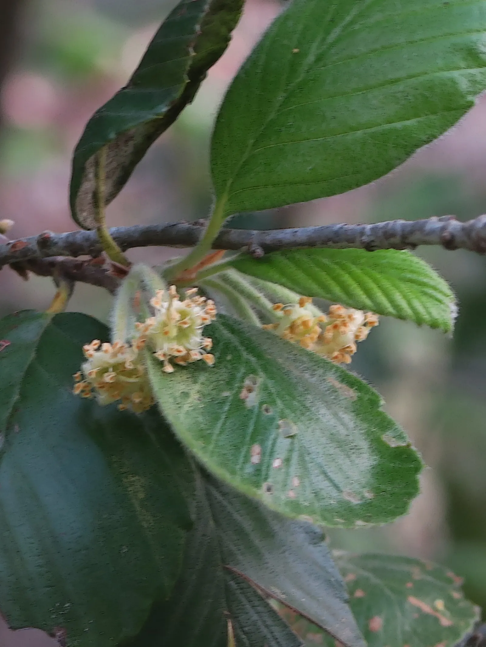 Catalina Mountain Mahogany (Cercocarpus Traskiae) — dark green leaves offer year-round visual interest