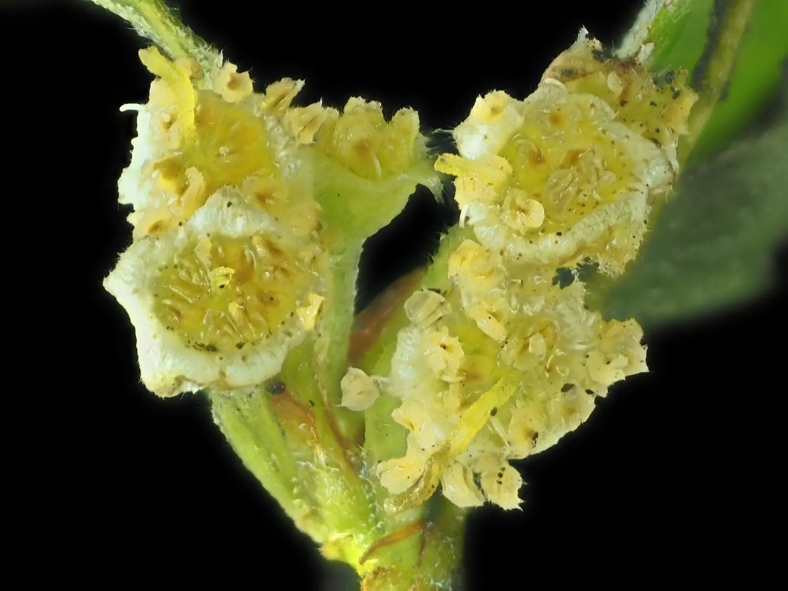 Catalina Mountain Mahogany (Cercocarpus Traskiae) — It reaches 10-15 feet tall, with a similar spread