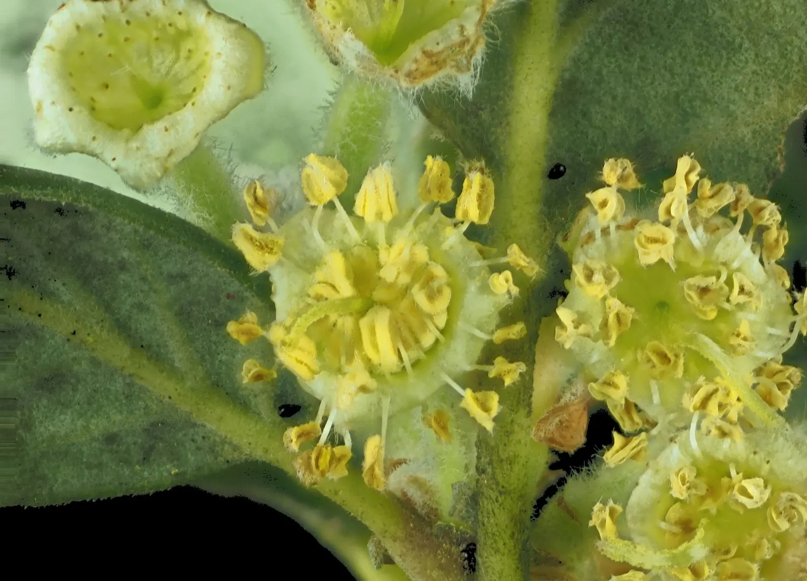 Catalina Mountain Mahogany (Cercocarpus Traskiae) — feathery plume-tailed seeds in summer