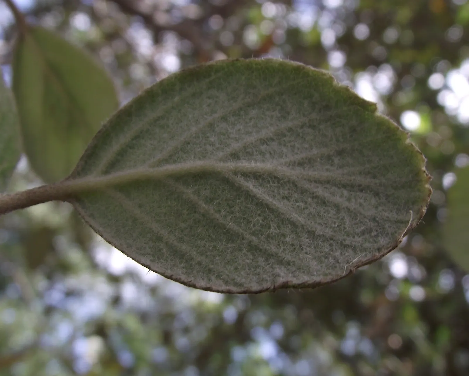 Catalina Mountain Mahogany (Cercocarpus Traskiae) — evergreen shrub native to Santa Catalina Island