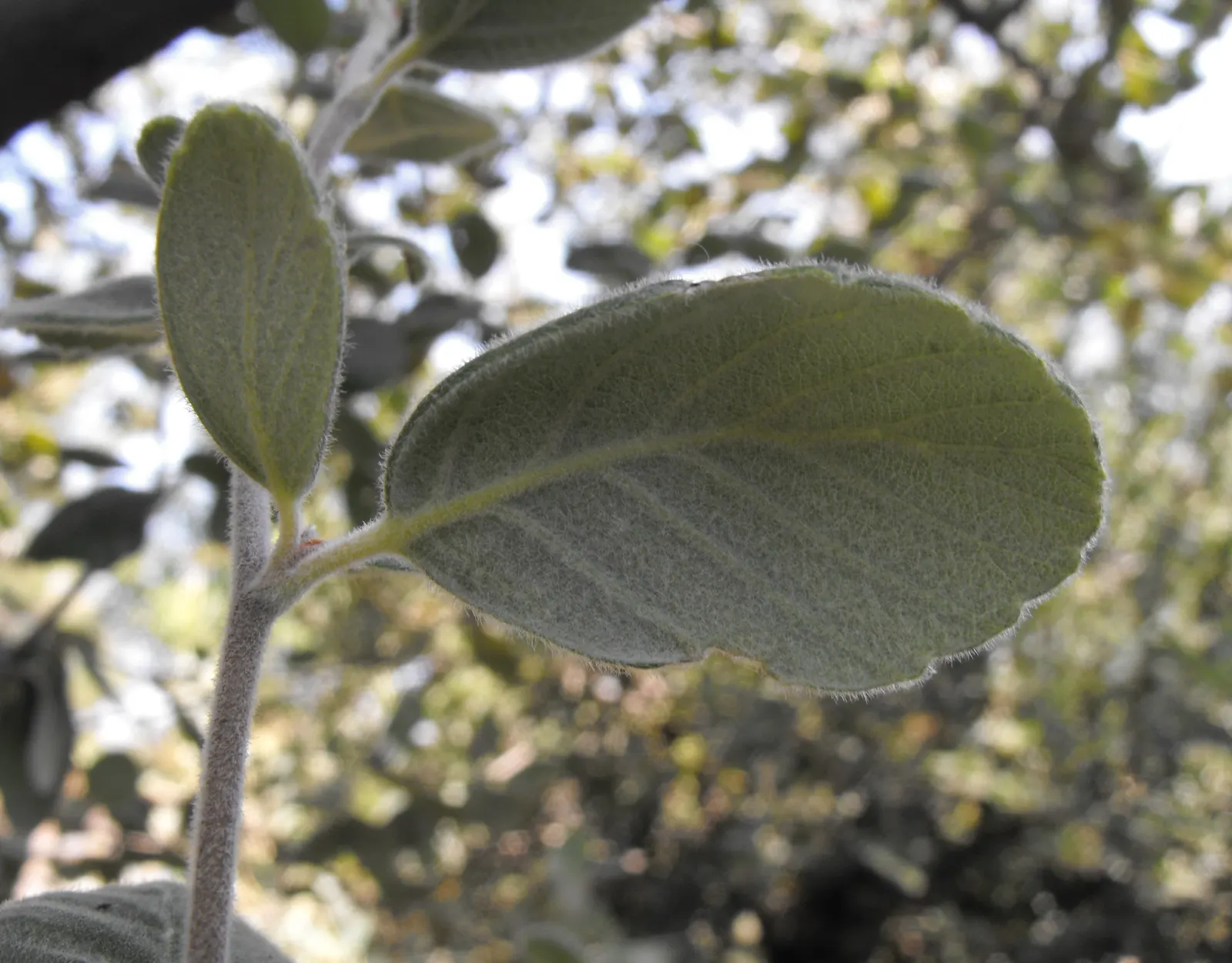 Catalina Mountain Mahogany (Cercocarpus Traskiae) — The Catalina Mountain Mahogany (Cercocarpus traskiae) is a rare