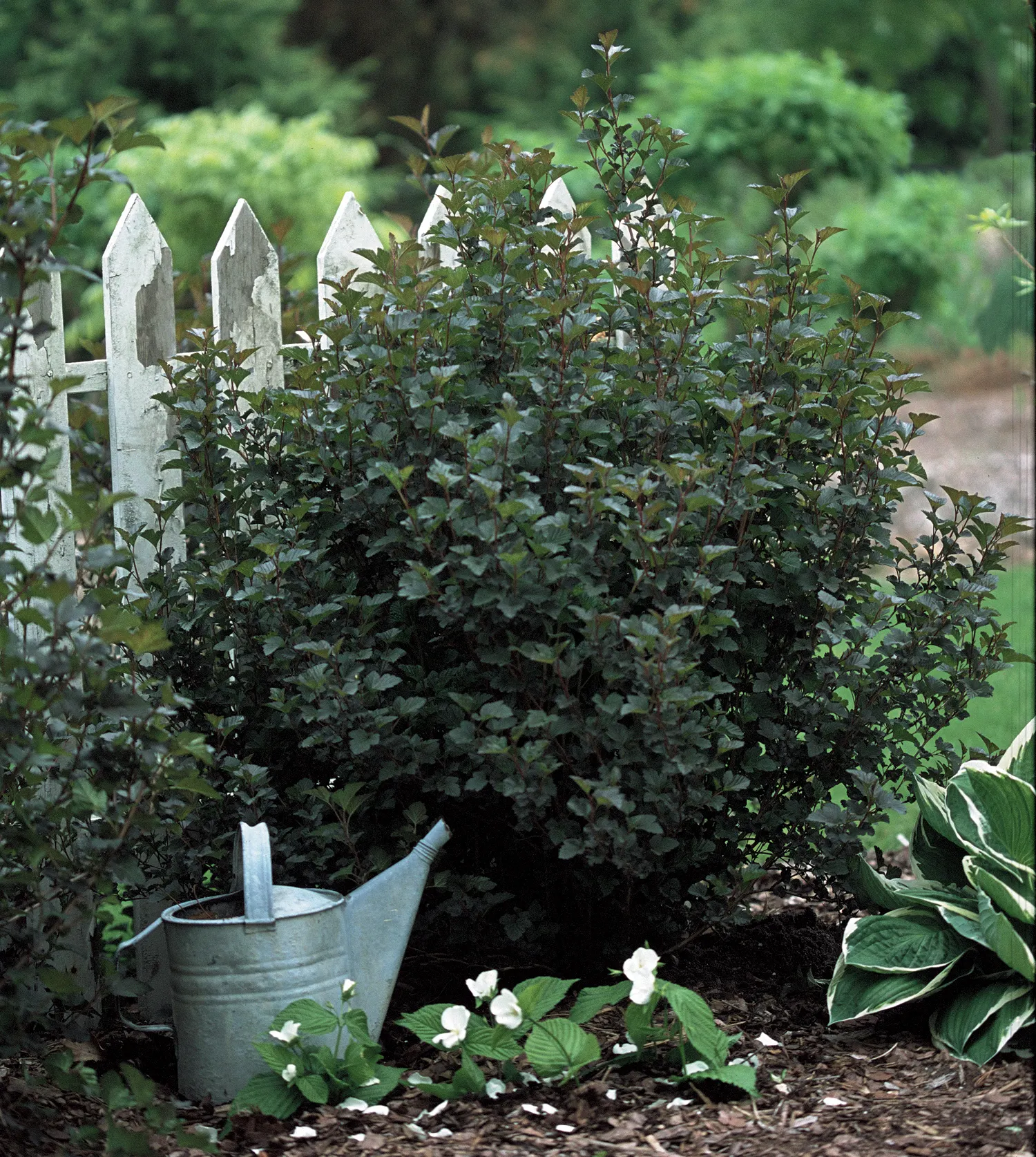 Summer Wine® Ninebark (Physocarpus opulifolius) — It is fast-growing and has few, if any, pest problems
