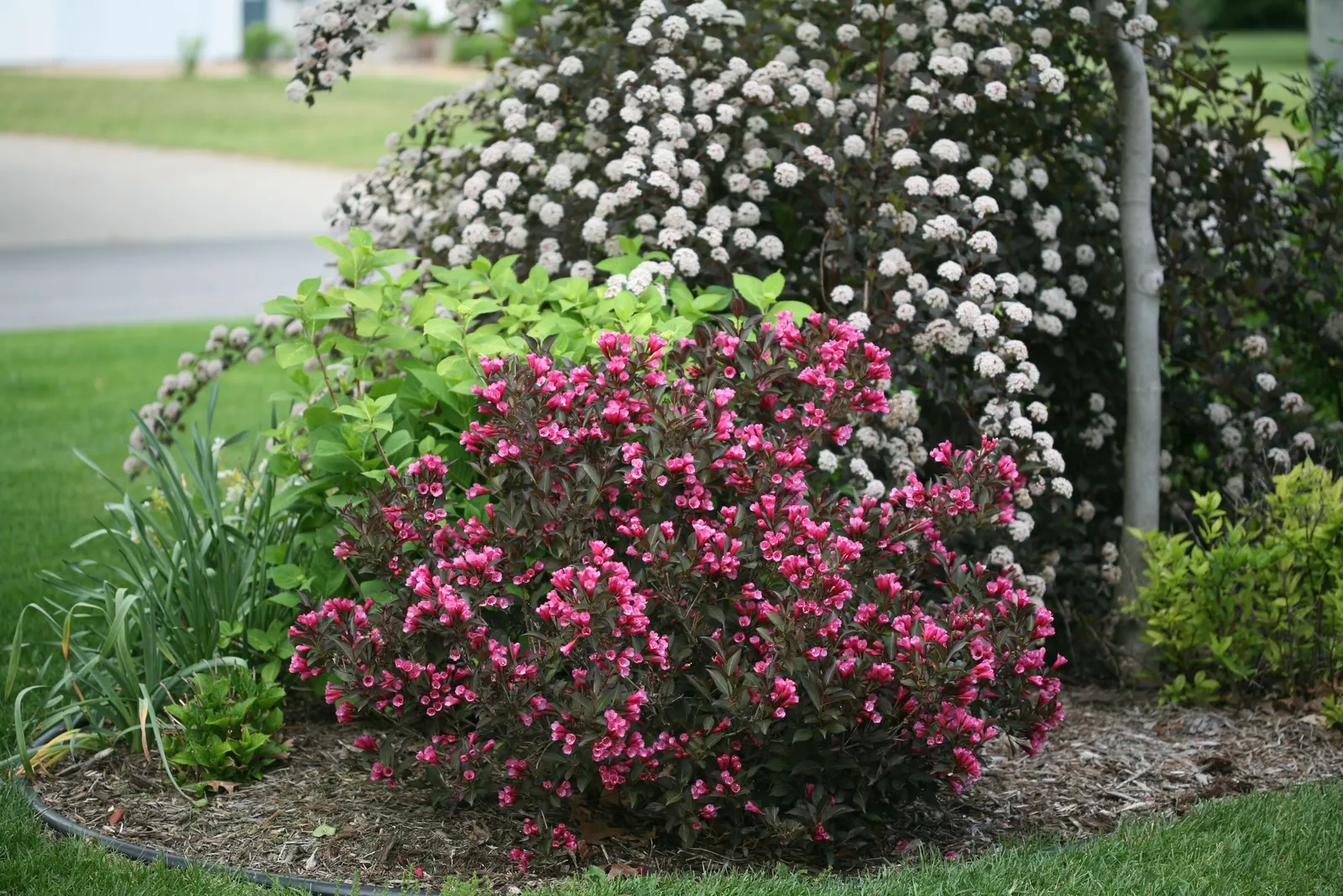 Wine & Roses® Weigela (Weigela florida) — or Weigela florida Wine & Roses®