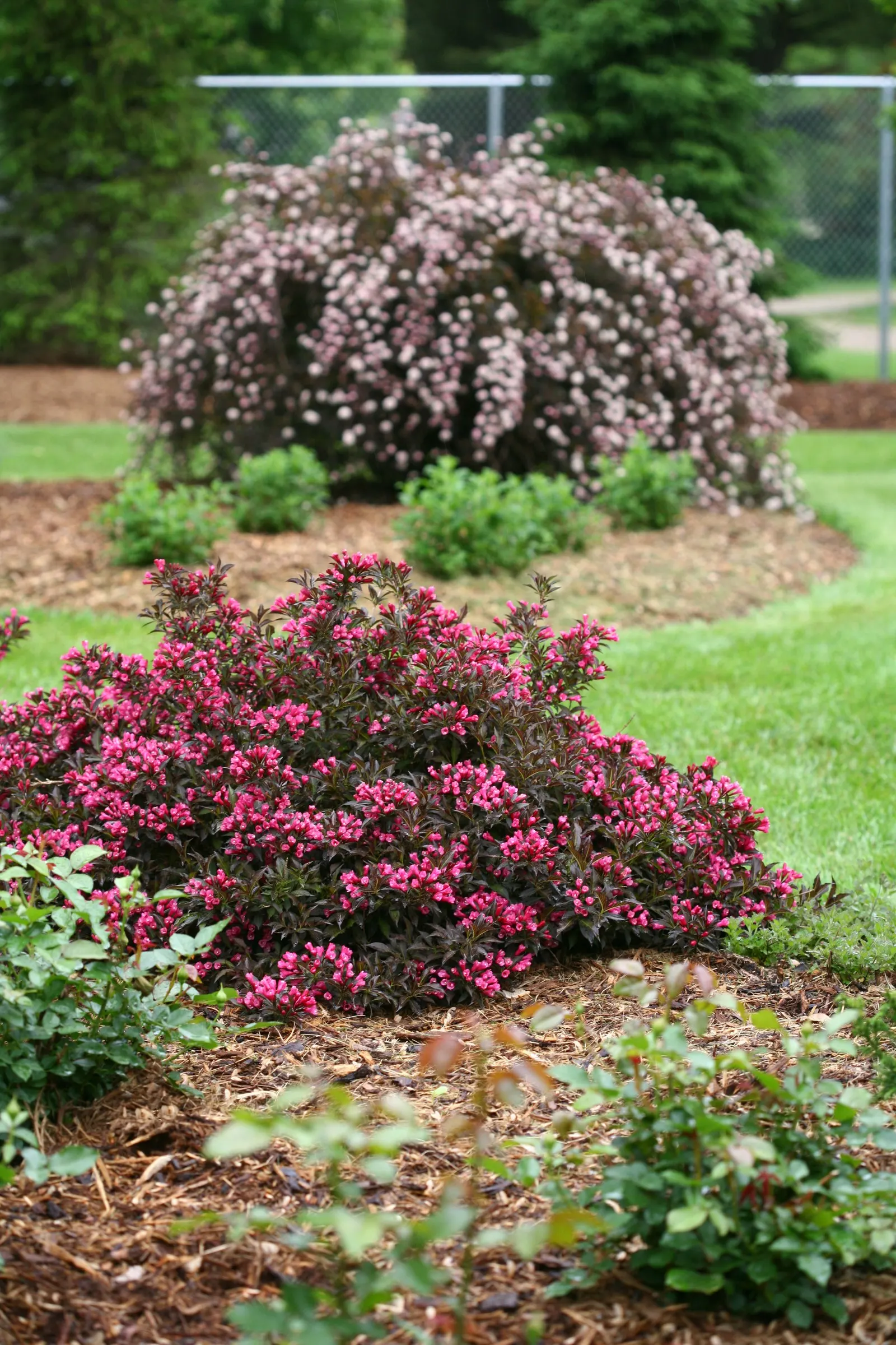 Summer Wine® Ninebark (Physocarpus opulifolius) — Use it as a bold accent or part of a mixed border