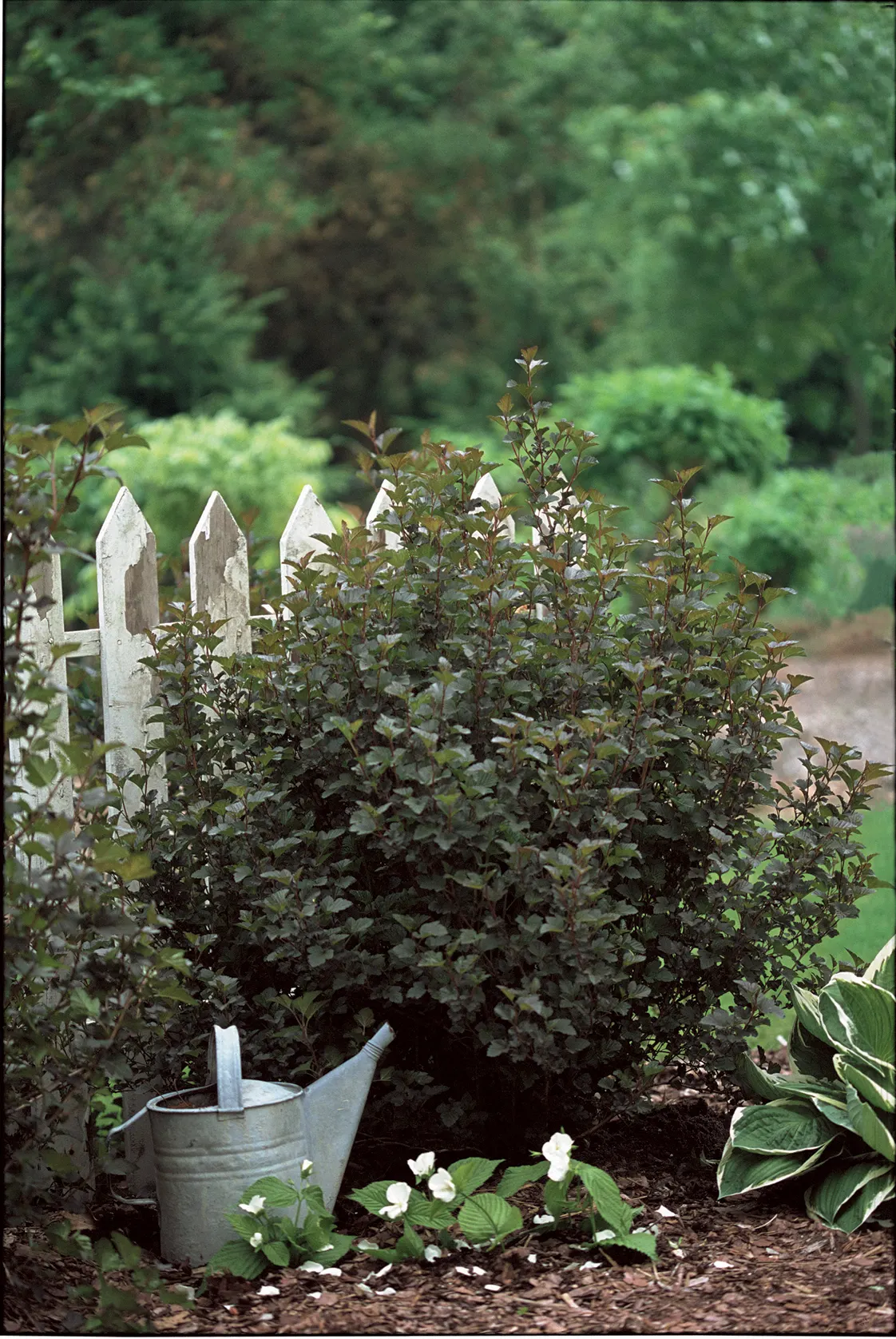 Summer Wine® Ninebark (Physocarpus opulifolius) — Its graceful, arching habit makes this dark foliage shrub very appealing in the landscape
