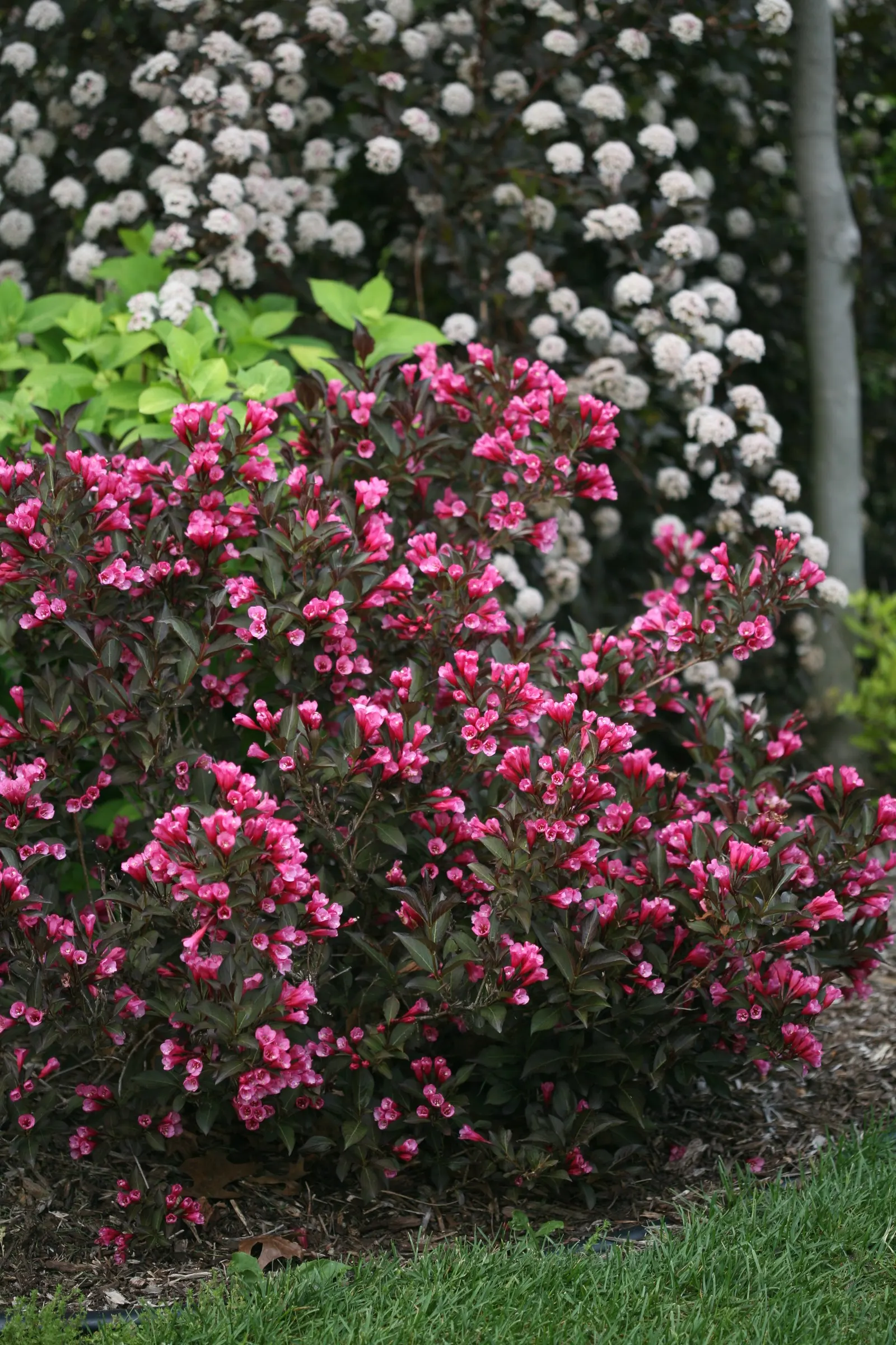 Wine & Roses® Weigela (Weigela florida) — The Weigela florida Wine & Roses®